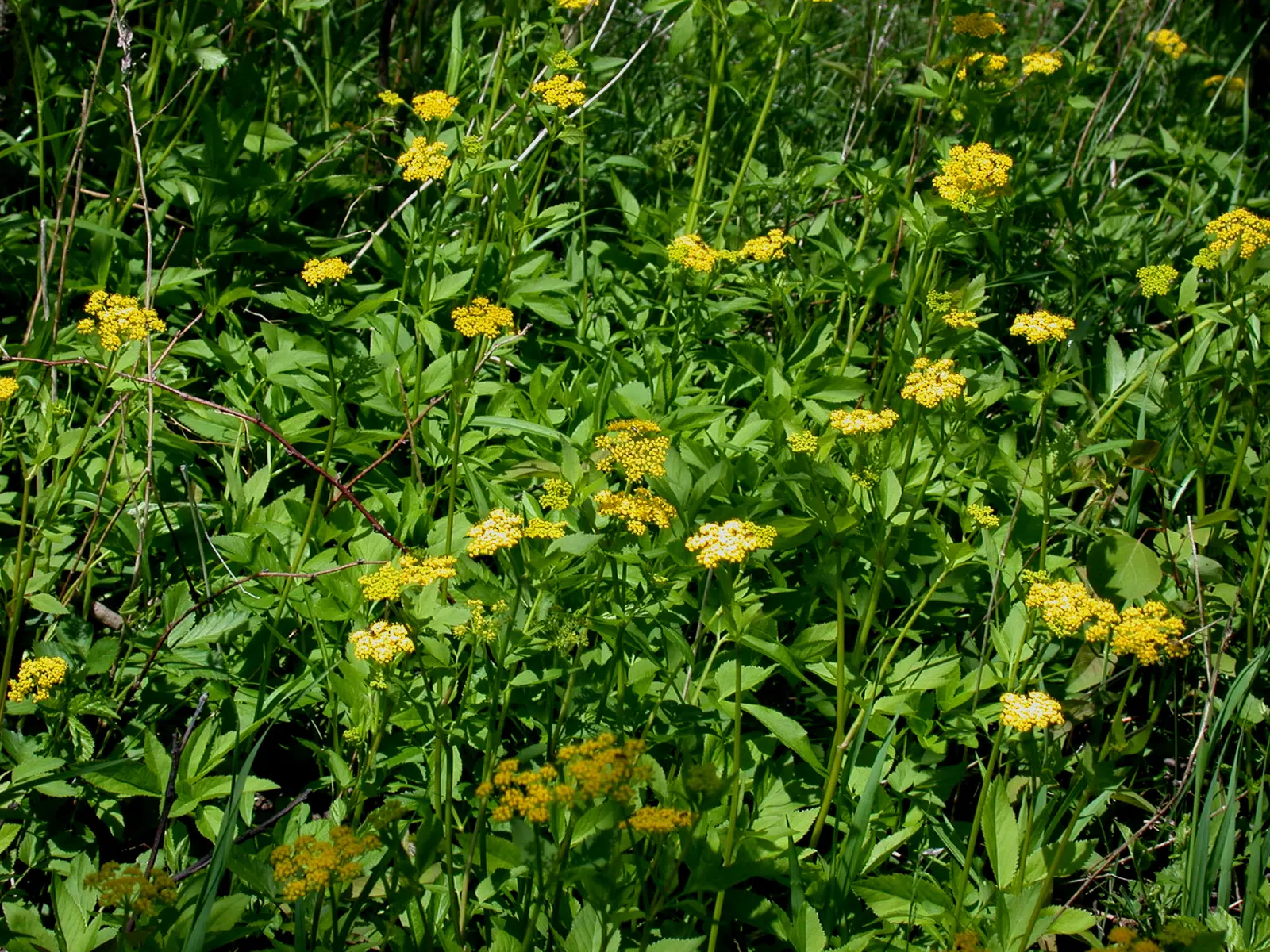 Golden Alexanders (Zizia Aurea) — This sun-loving plant provides essential early-season nectar for butterflies and is resistant to deer; herb /, image 54