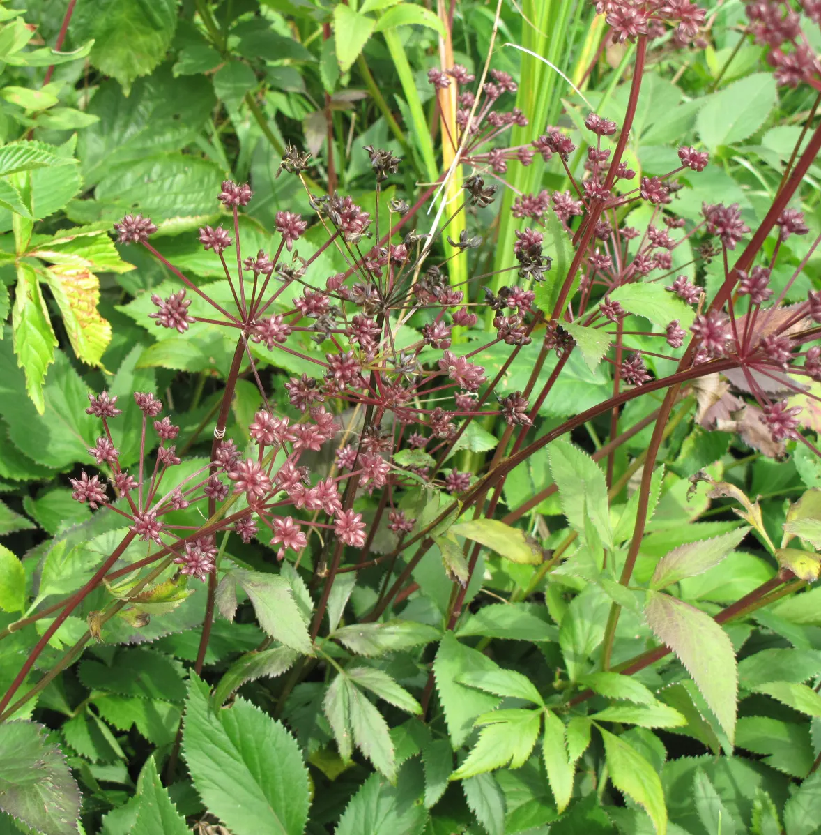 Golden Alexanders (Zizia Aurea) — scientifically known as Zizia aurea