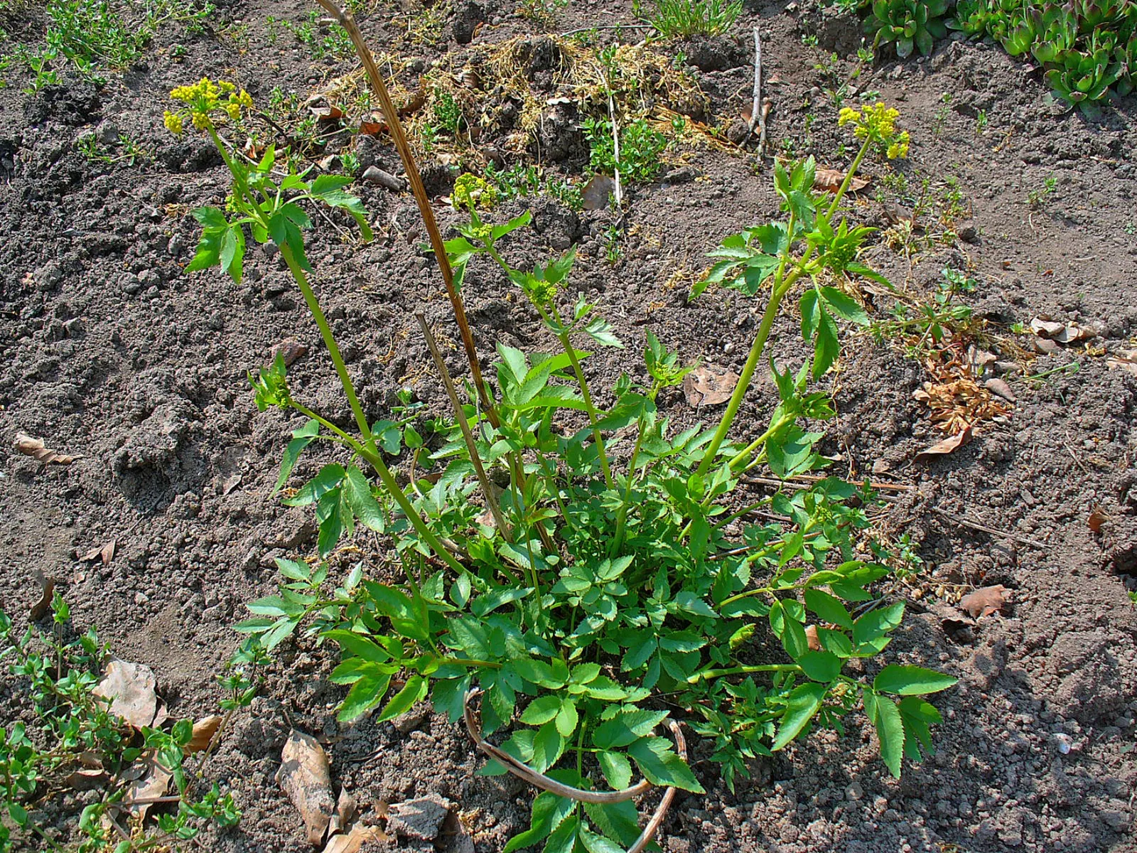 Golden Alexanders (Zizia Aurea) — consider mass planting Golden Alexanders in drifts along a stream; it is resistant to deer and other herbivores