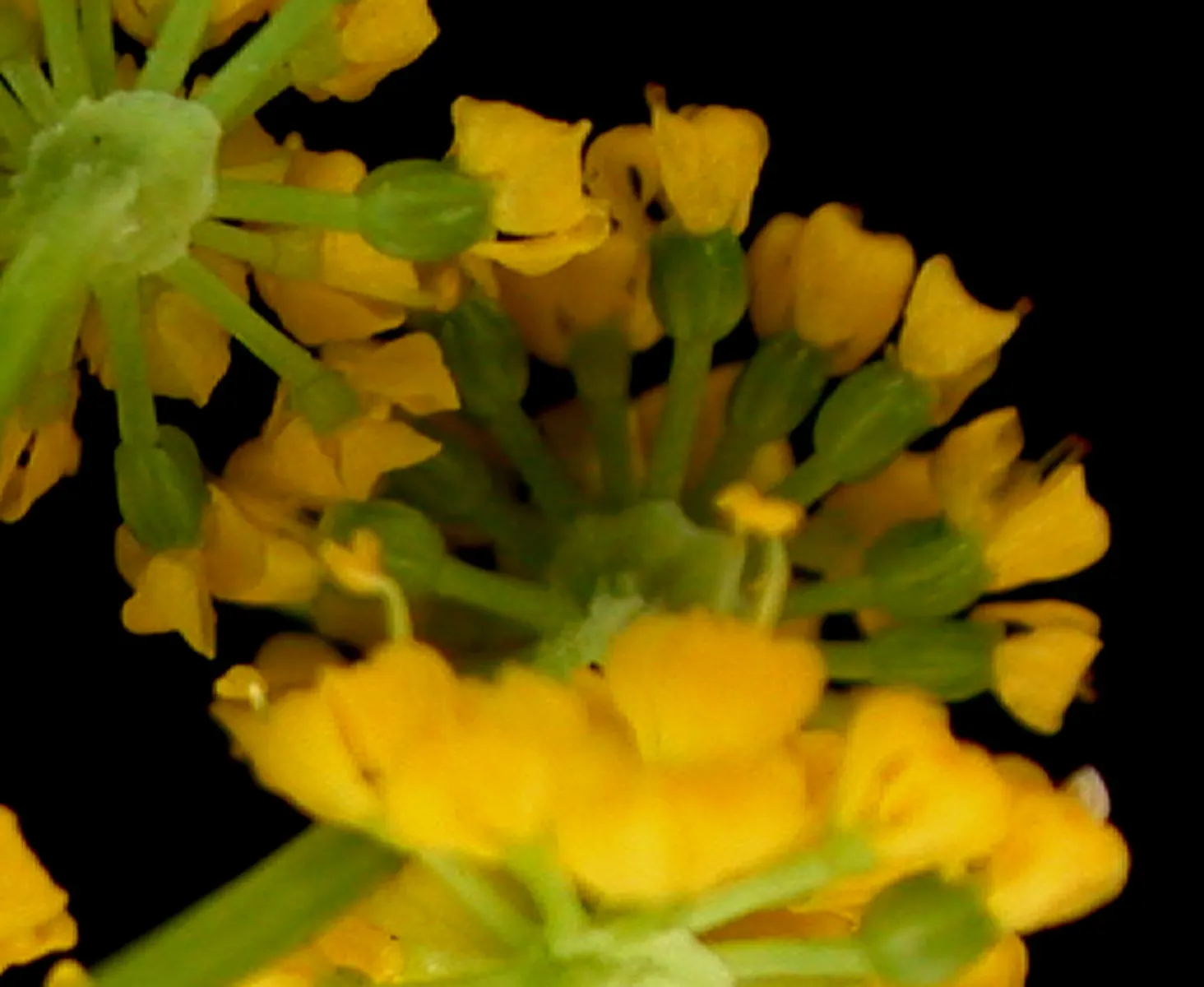 Golden Alexanders (Zizia Aurea) — making it an exemplary choice for sustainable landscapes; golden Alexanders (Zizia aurea) is a native perennial showcasing