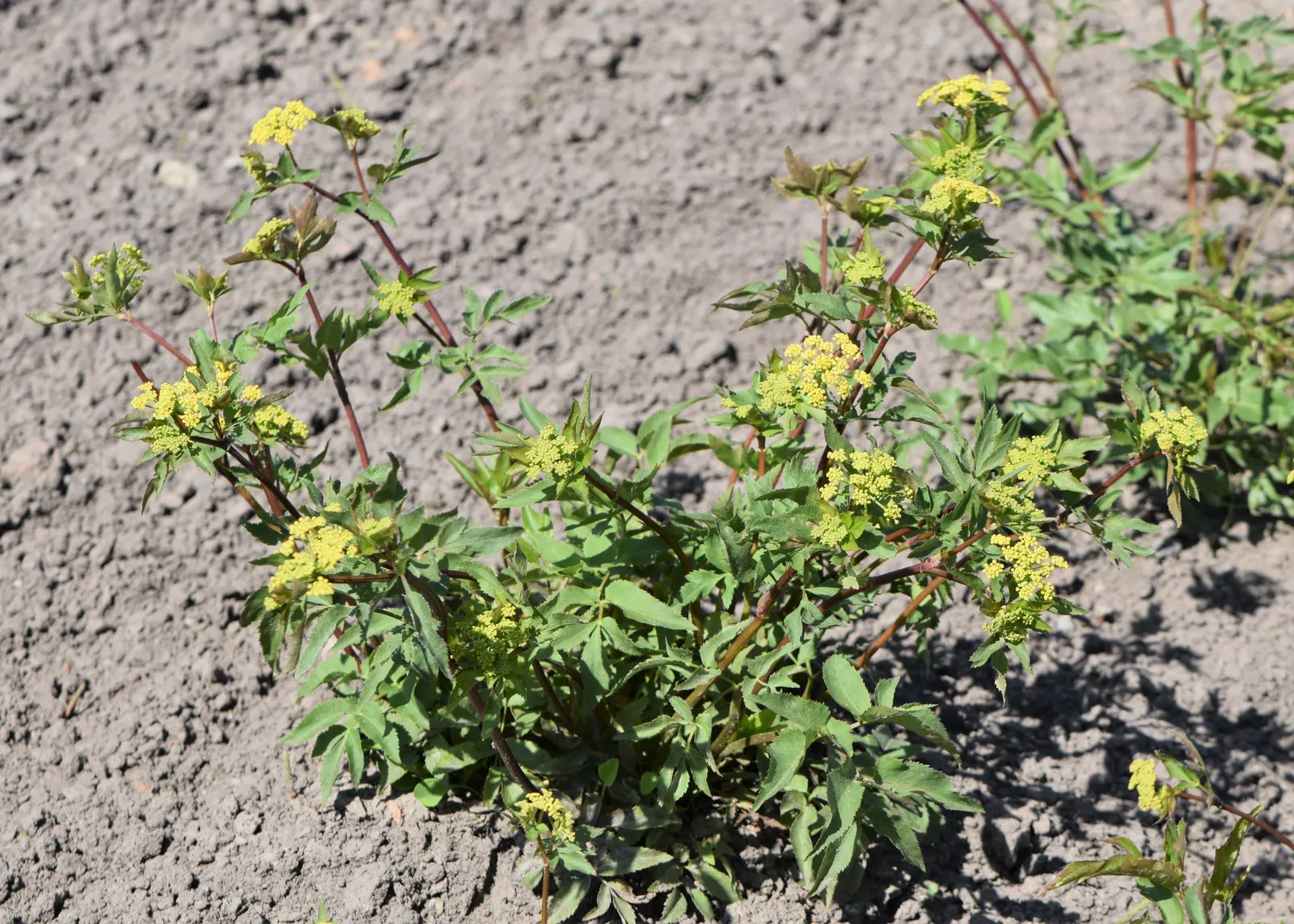 Golden Alexanders (Zizia Aurea) — It offers a stunning display of foliage and flowers while supporting local ecosystems; creating a dynamic and, image 71