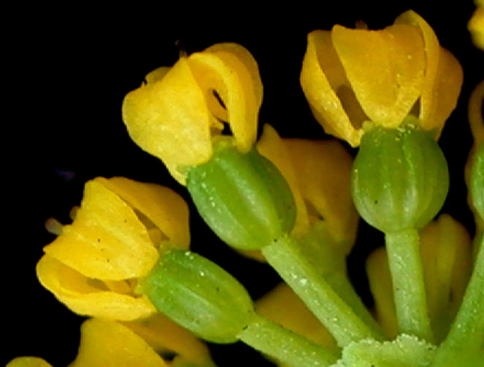 Golden Alexanders (Zizia Aurea) — herb / perennial with gold blooms; including butterflies and bees