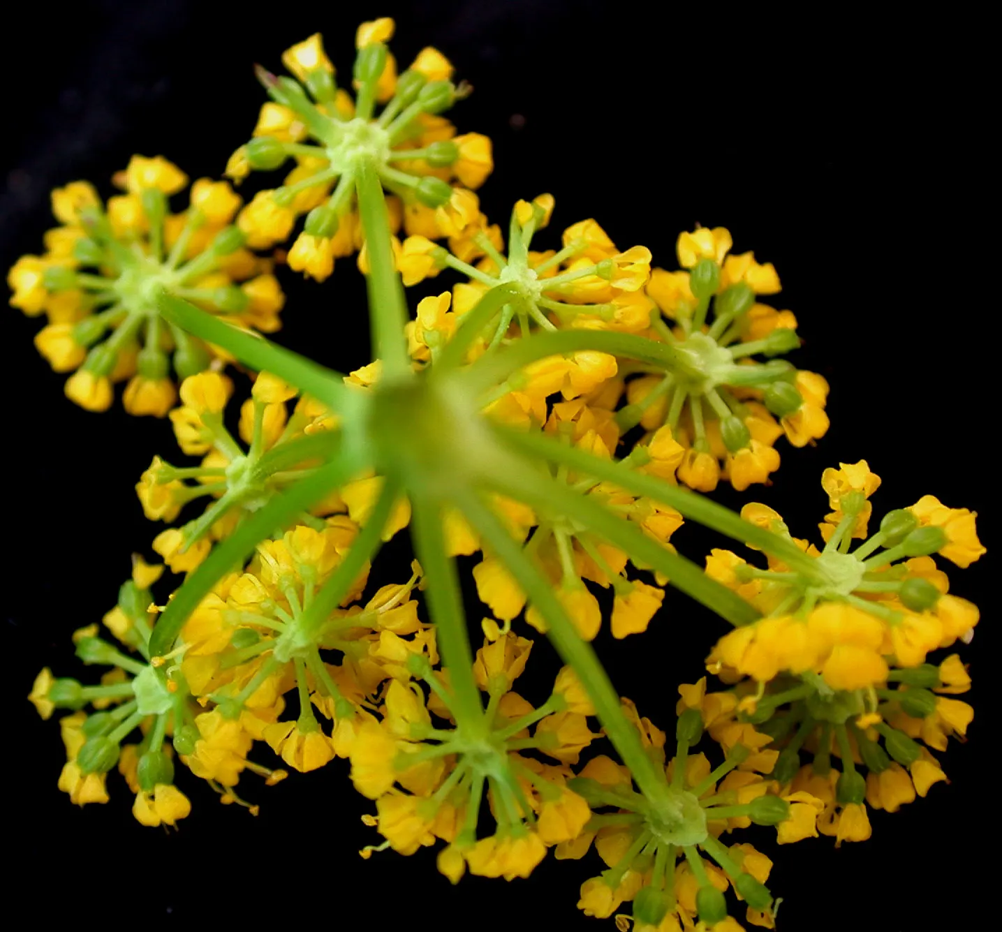 Golden Alexanders (Zizia Aurea) — making it an exemplary choice for sustainable landscapes