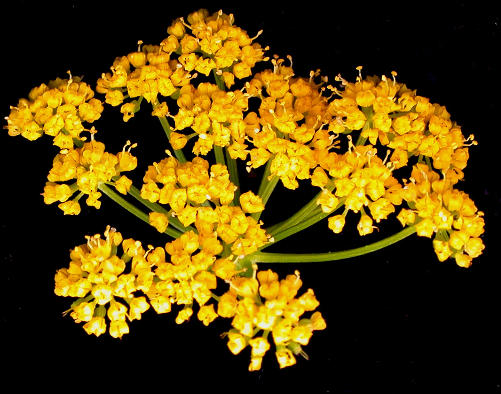 Golden Alexanders (Zizia Aurea) — or in a meadow-like setting; gold flowers in the garden, image 68