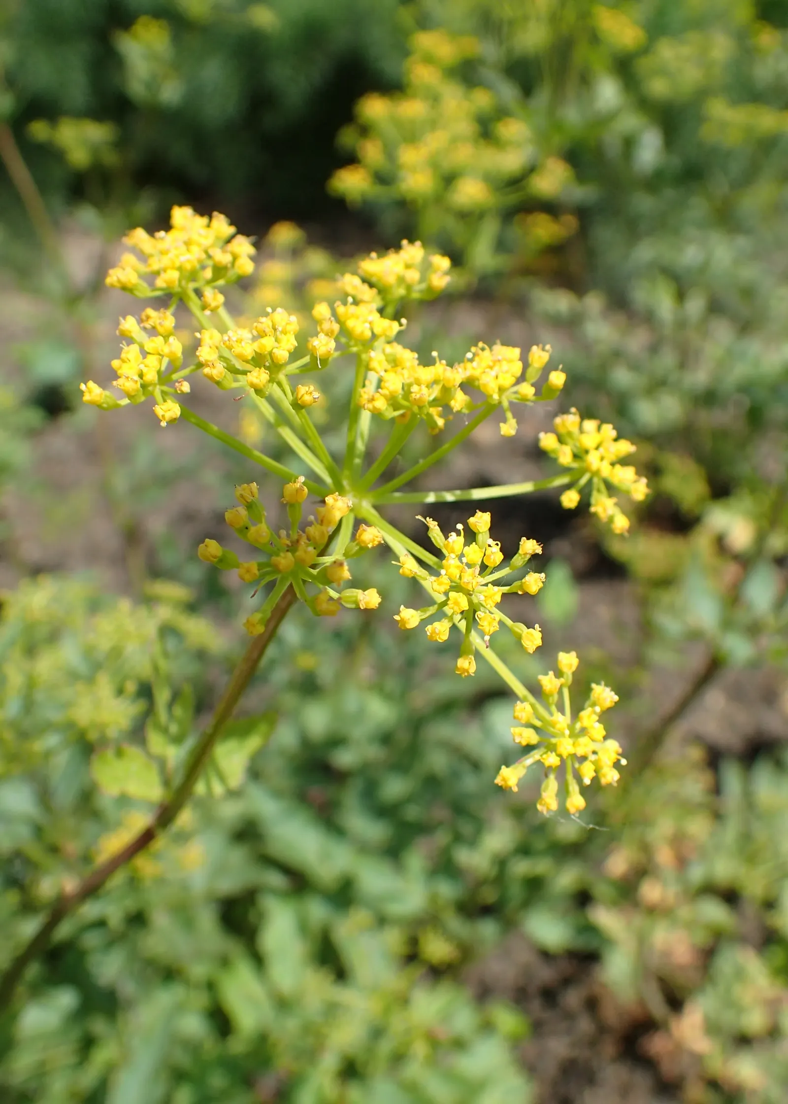 Golden Alexanders (Zizia Aurea) — vibrant yellow flowers from May to June; mature Golden Alexanders stand between 1.5 to 3 feet tall, image 52