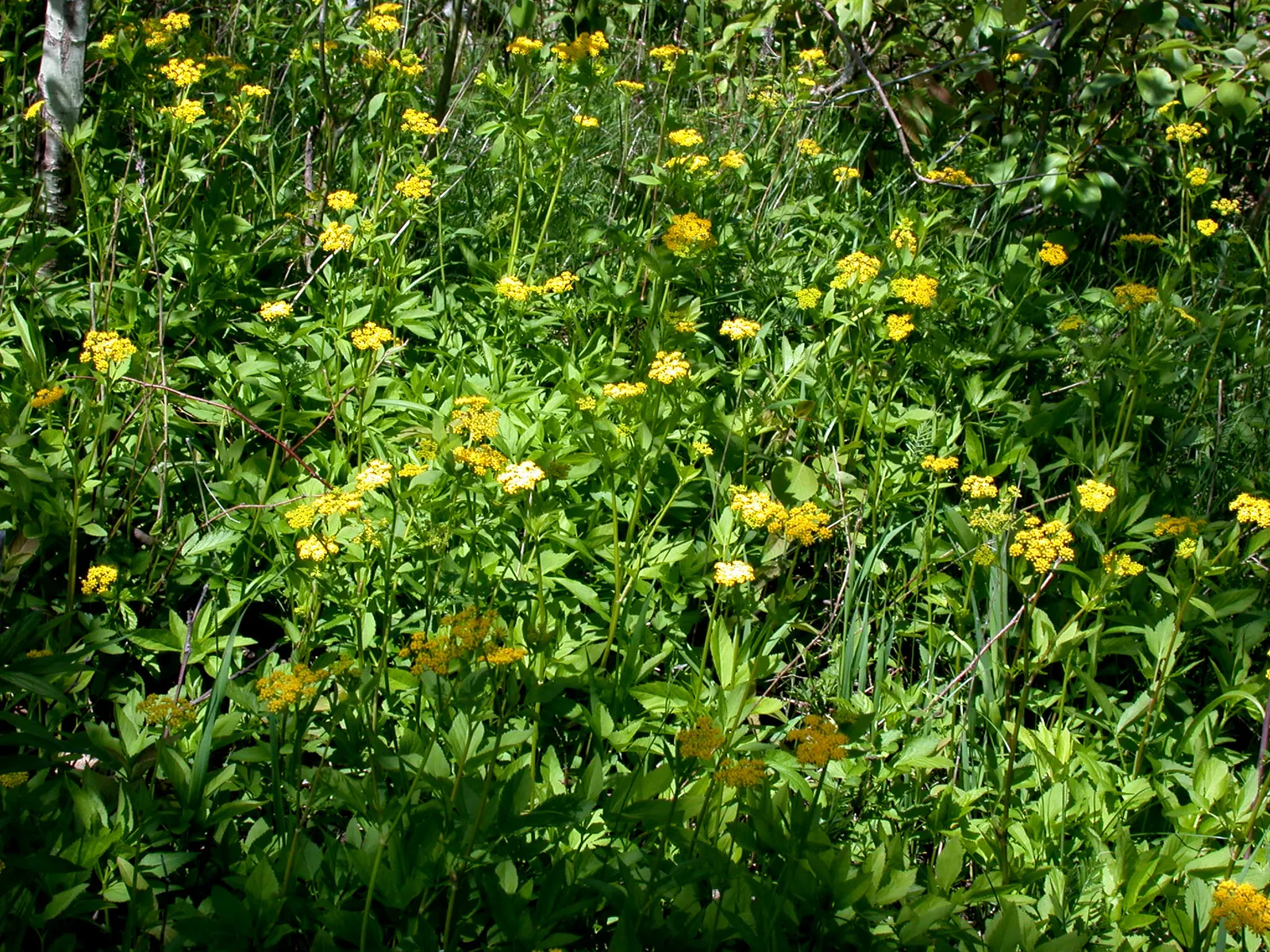 Golden Alexanders (Zizia Aurea) — herb / perennial with gold blooms