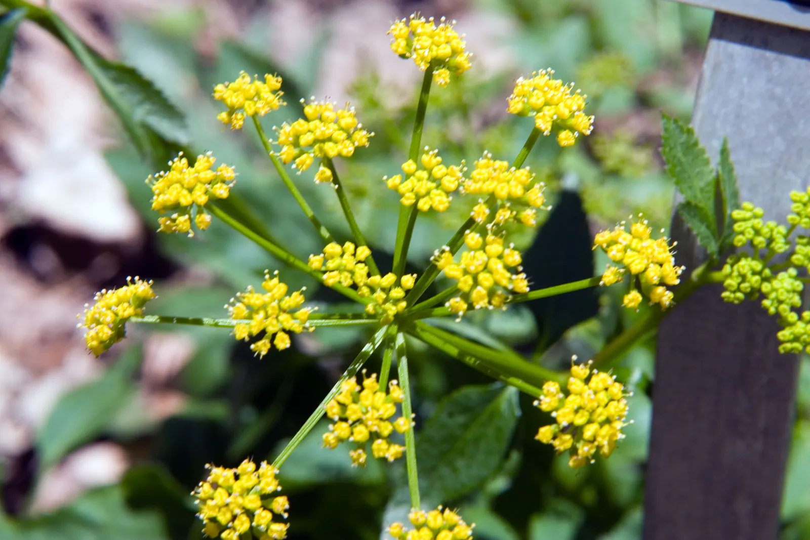 Golden Alexanders (Zizia Aurea) — gold flowers in the garden; known for its umbel-shaped flower clusters