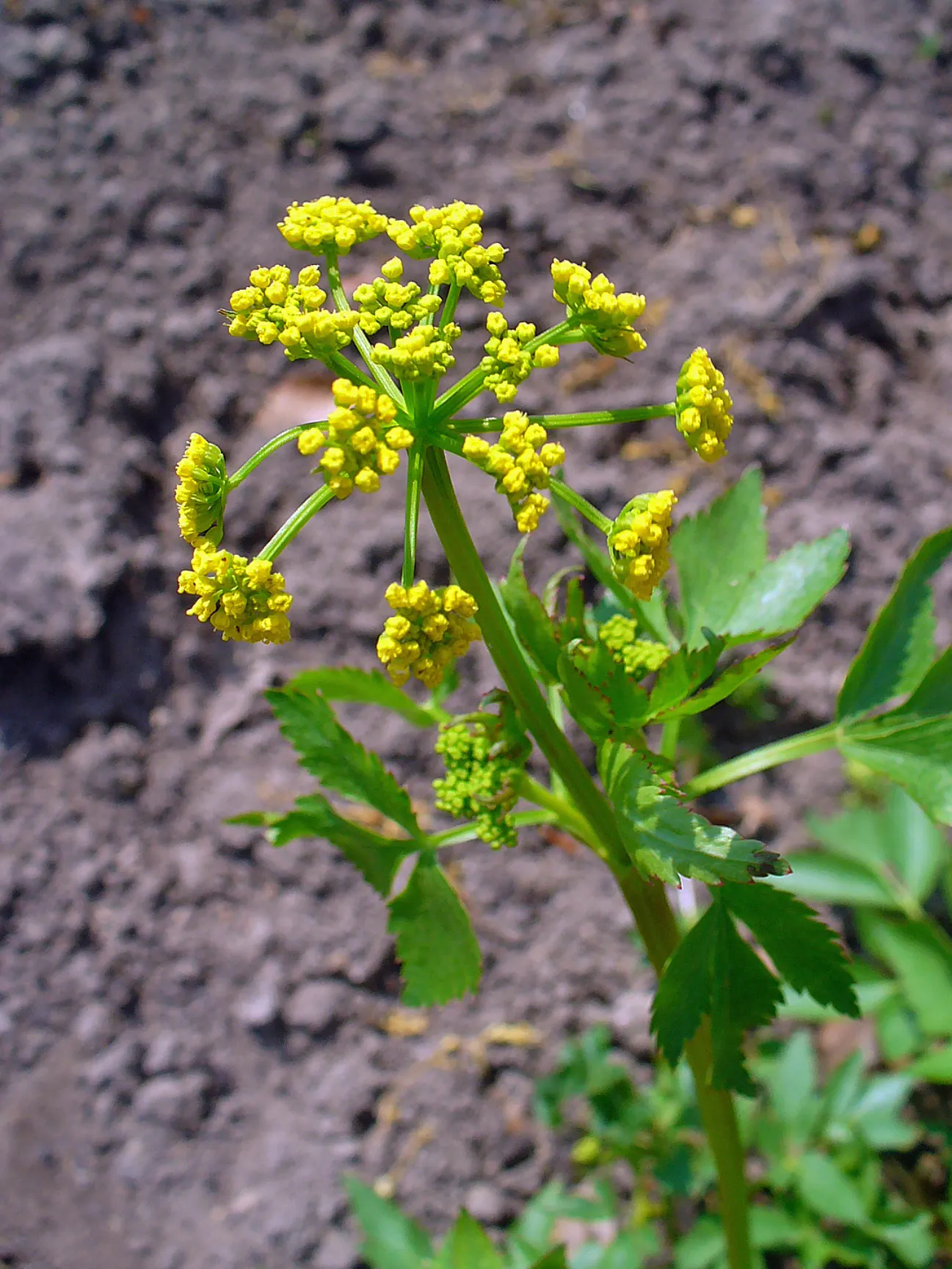 Golden Alexanders (Zizia Aurea) — Mature Golden Alexanders stand between 1.5 to 3 feet tall; herb / perennial with gold blooms