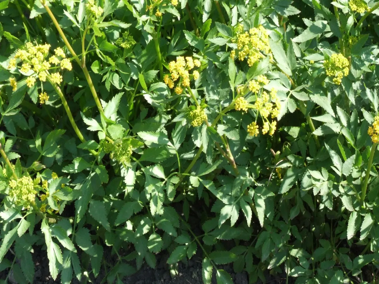 Golden Alexanders (Zizia Aurea) — Golden Alexanders (Zizia aurea) is a native perennial showcasing umbels of tiny