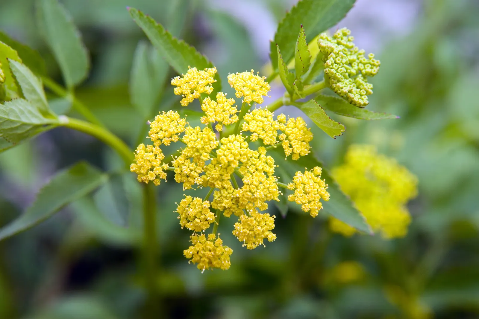 Golden Alexanders (Zizia Aurea) — vibrant yellow flowers from May to June
