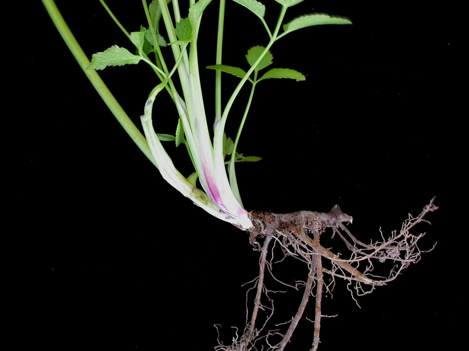 Golden Alexanders (Zizia Aurea) — scientifically known as Zizia aurea; belongs to the Apiaceae family