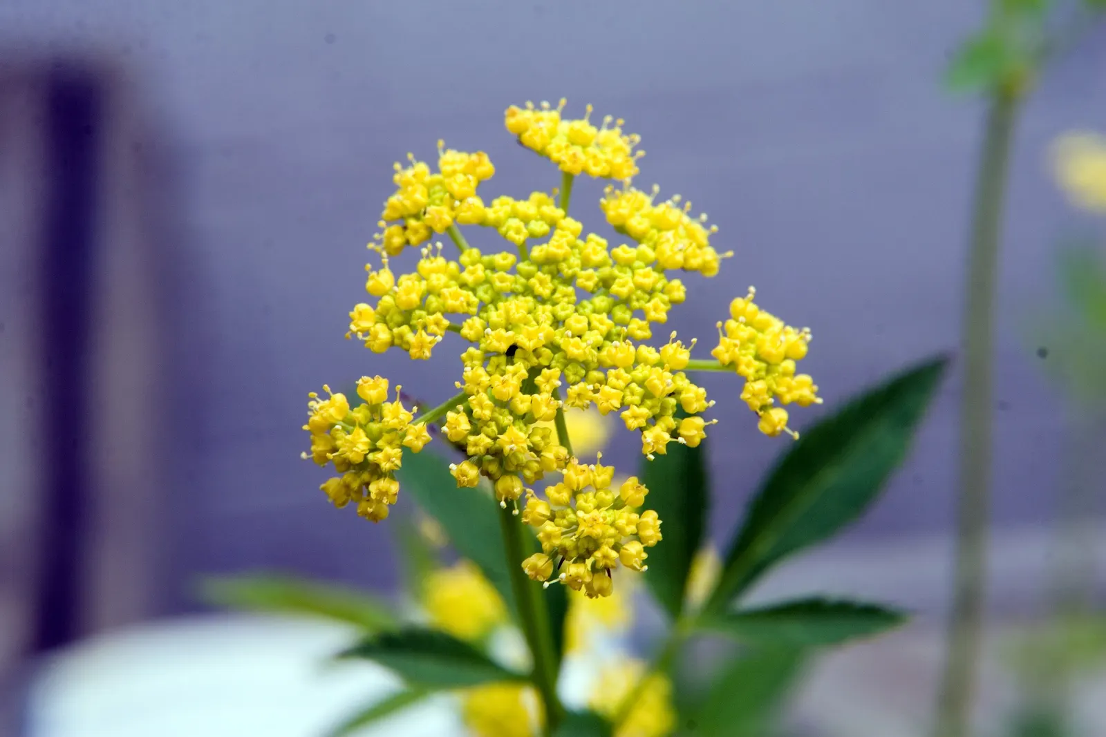 Golden Alexanders (Zizia Aurea) — are a radiant addition to any landscape seeking a touch of golden charm; as it provides an essential nectar, image 56