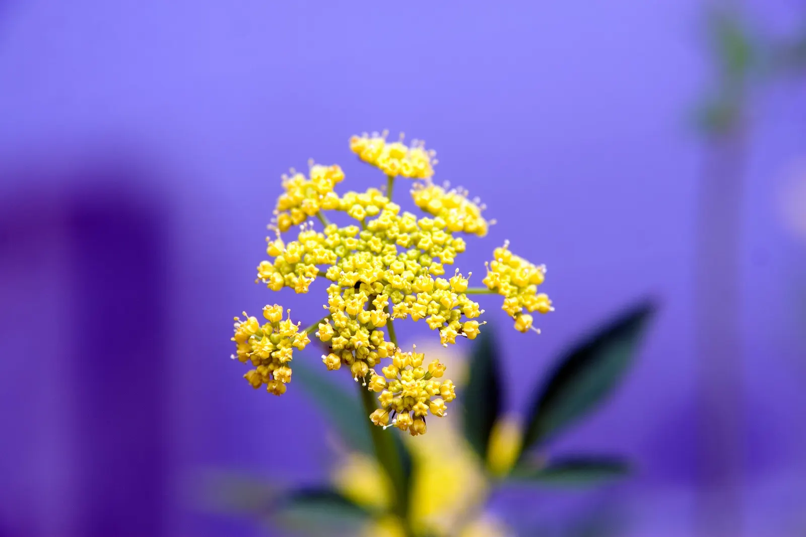 Golden Alexanders (Zizia Aurea) — The plants thrive in full sun to partial shade and prefer moist, image 38