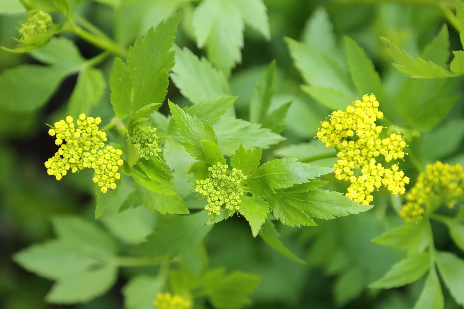 Golden Alexanders (Zizia Aurea) — making it an exemplary choice for sustainable landscapes; golden Alexanders (Zizia aurea) is a native perennial, image 72