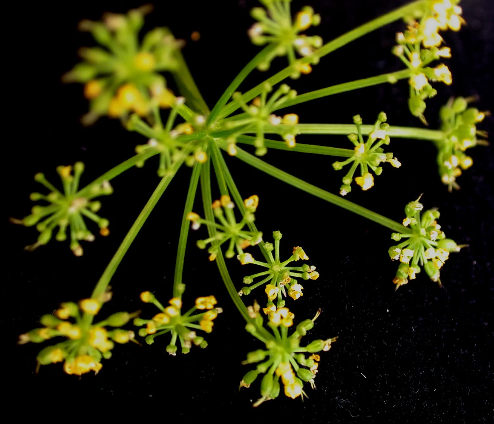 Golden Alexanders (Zizia Aurea) — the Golden Alexanders bloom profusely from late spring to early summer; consider mass planting Golden Alexanders, image 60