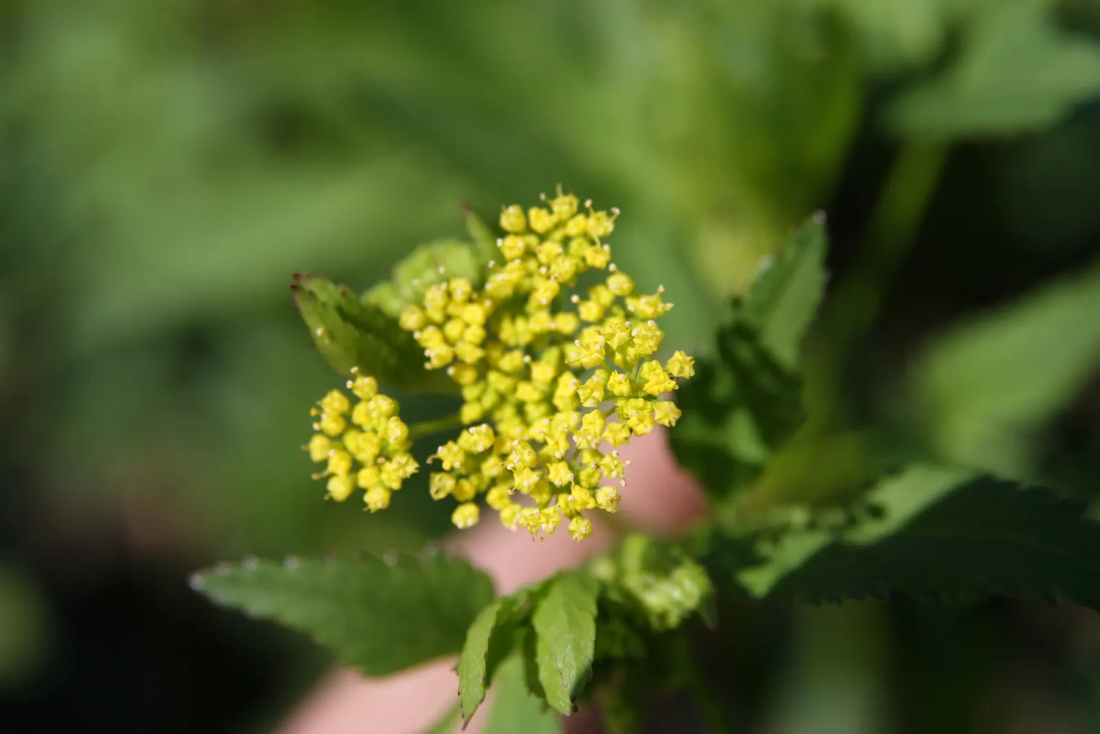 Golden Alexanders (Zizia Aurea) — the Golden Alexanders bloom profusely from late spring to early summer; consider mass planting Golden Alexanders in drifts