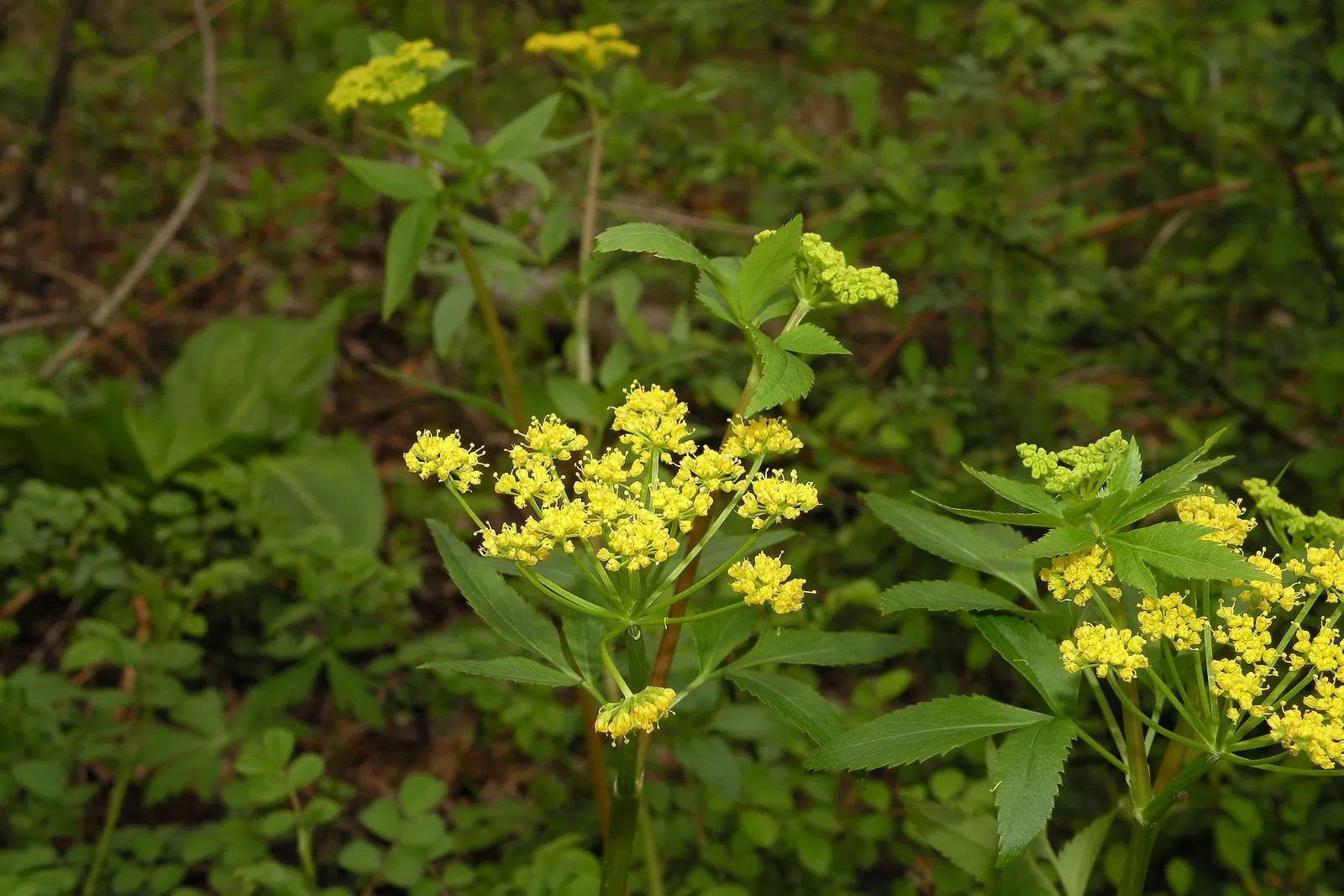 Golden Alexanders (Zizia Aurea) — Preferring moist, well-drained soil, it reaches 1 to 2.5 feet in height