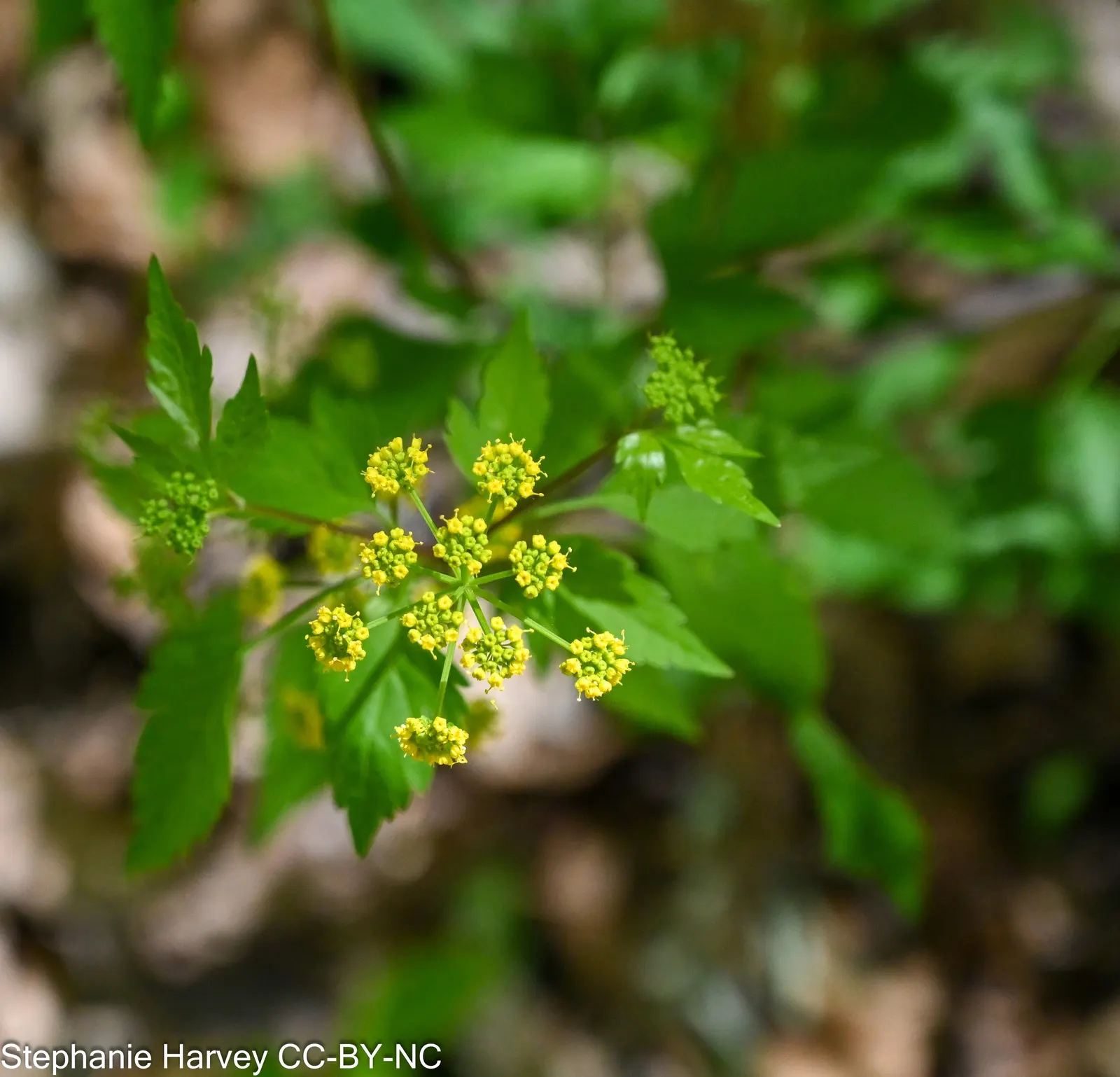 Golden Alexanders (Zizia Aurea) — Zizia aurea is a perennial plant with a compact yet robust presence; making them a versatile mid-height addition to borders