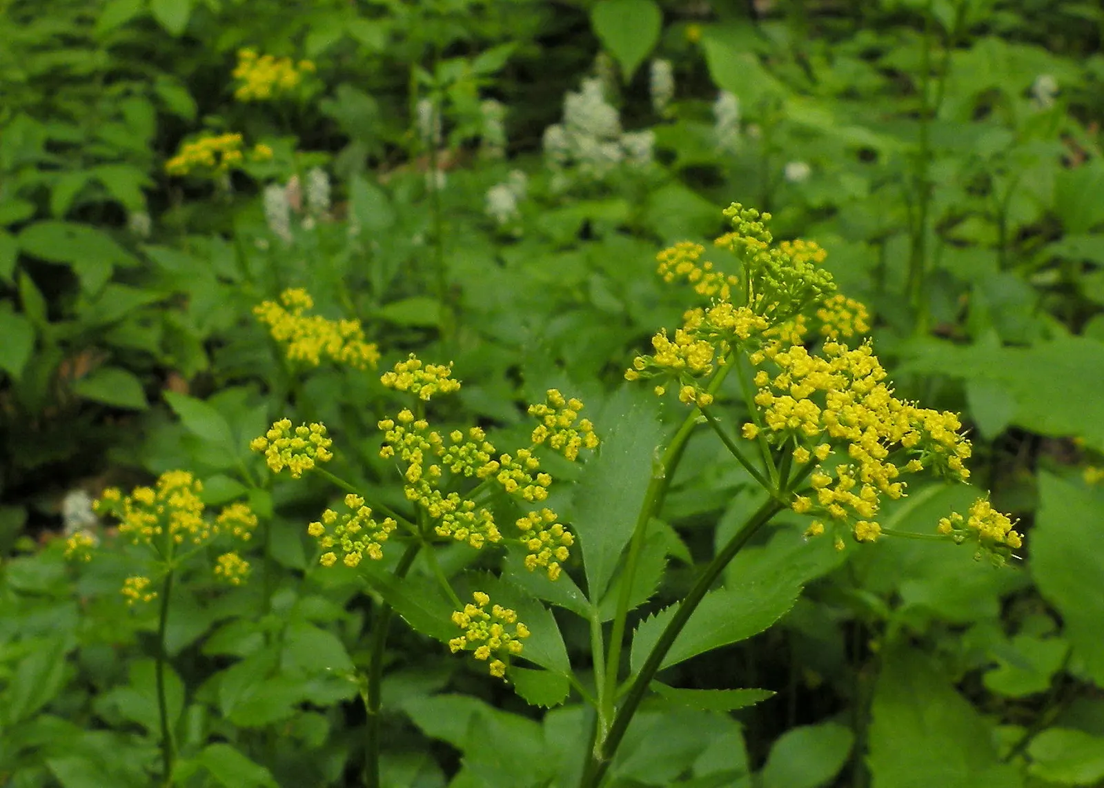 Golden Alexanders (Zizia Aurea) — This sun-loving plant provides essential early-season nectar for butterflies and is resistant to deer; herb / perennial for