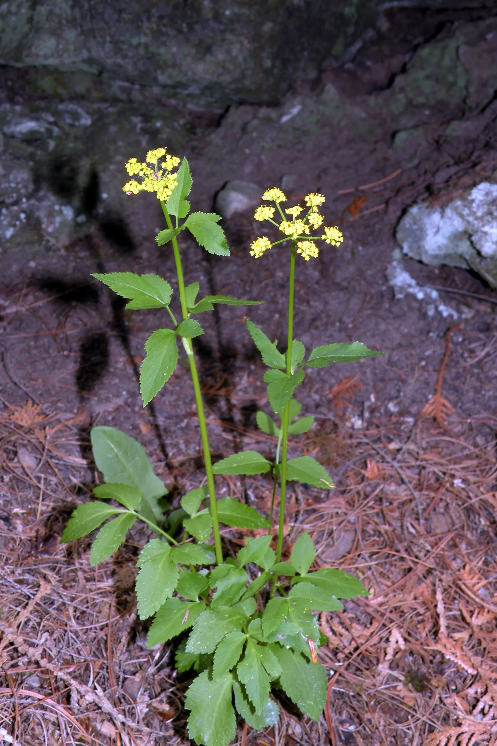 Golden Alexanders (Zizia Aurea) — it is resistant to deer and other herbivores; boasting bright yellow flowers