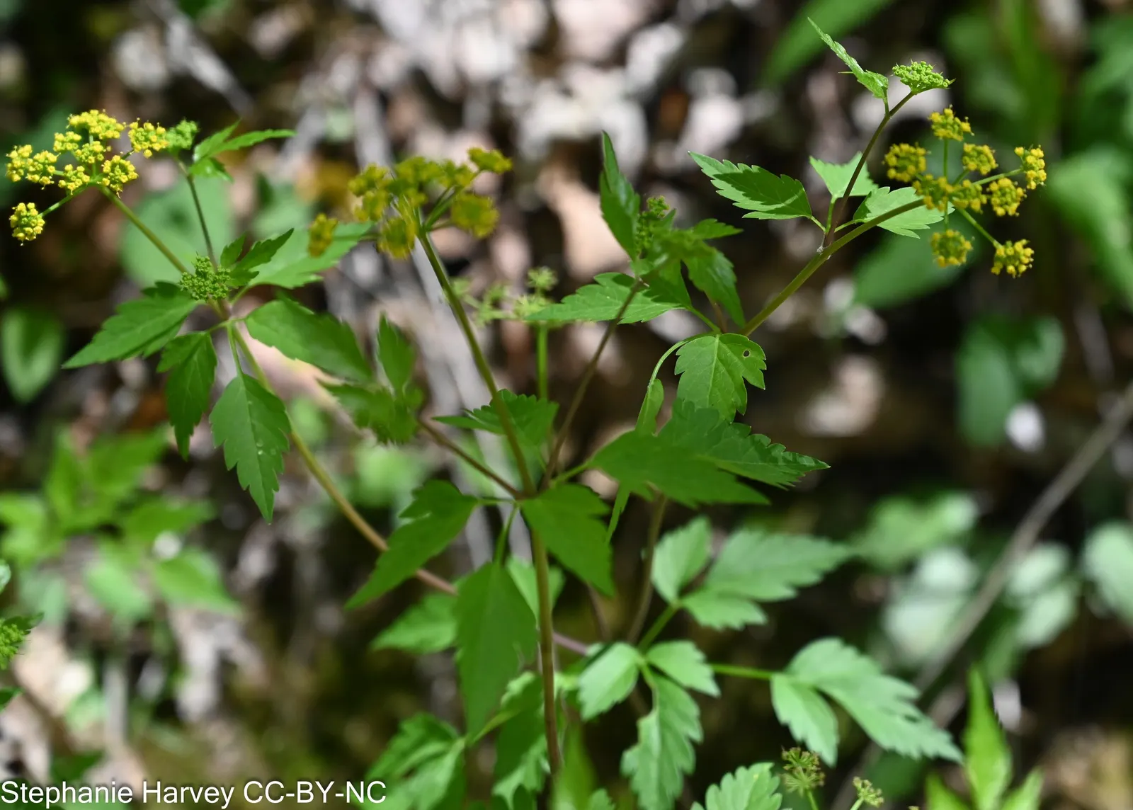 Golden Alexanders (Zizia Aurea) — making them a versatile mid-height addition to borders and wildflower gardens; are a radiant addition to any landscape
