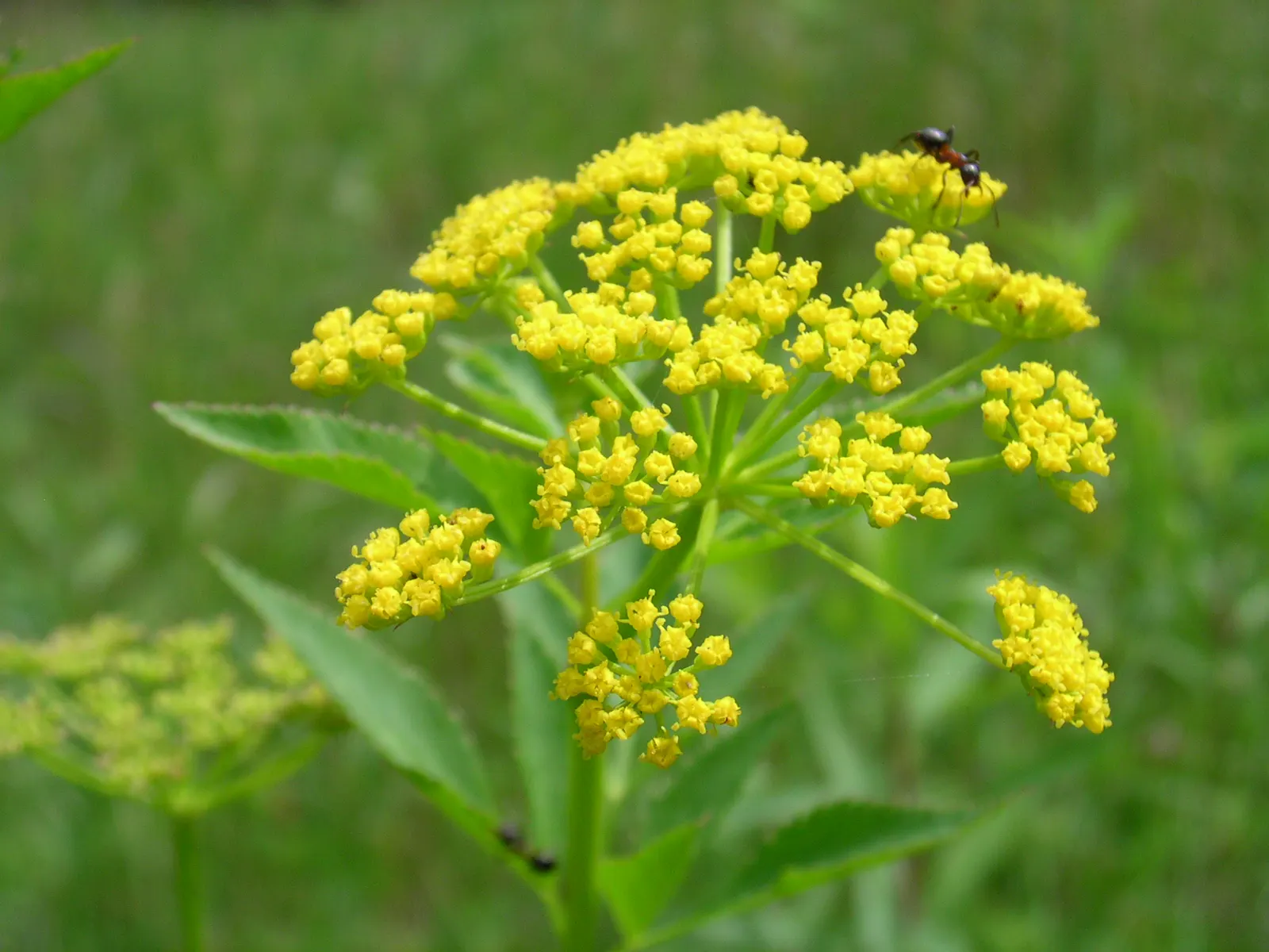 Golden Alexanders (Zizia Aurea) — consider mass planting Golden Alexanders in drifts along a stream