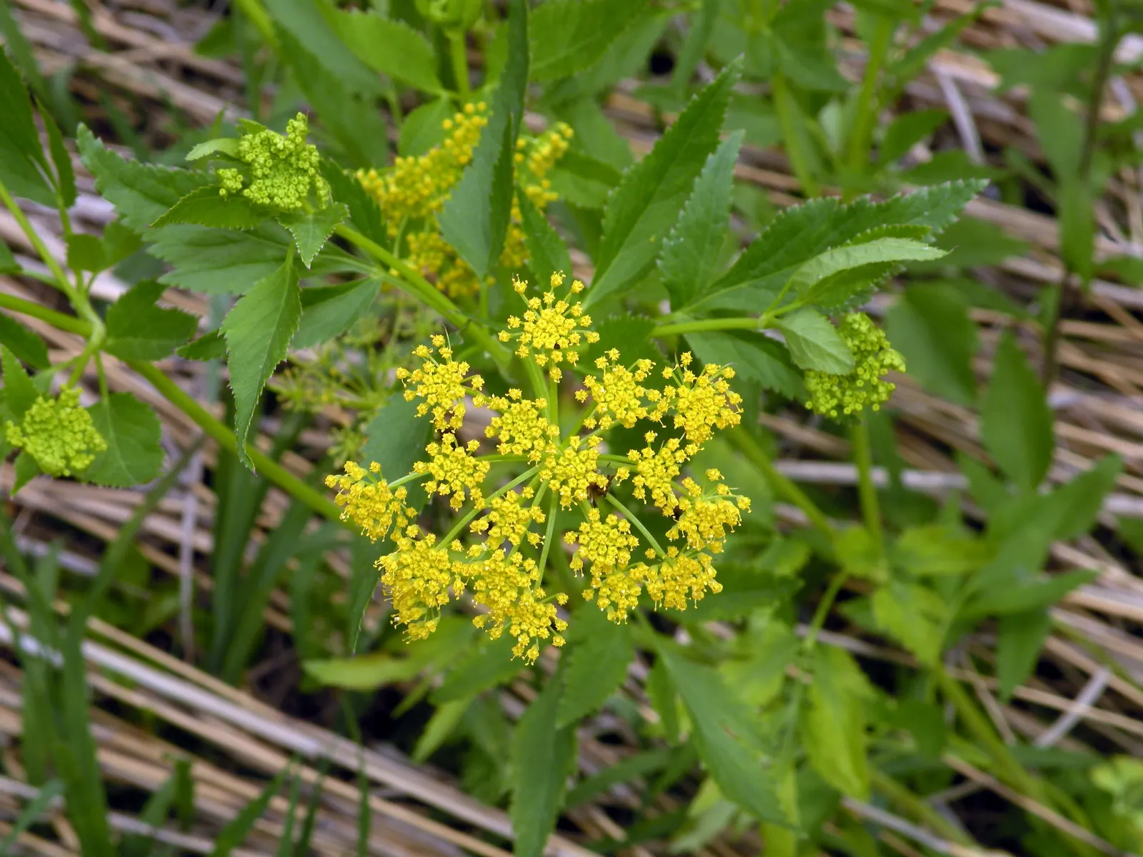 Golden Alexanders (Zizia Aurea) — creating a dynamic and ecologically beneficial landscape.<br><br>In summary; scientifically known as Zizia aurea