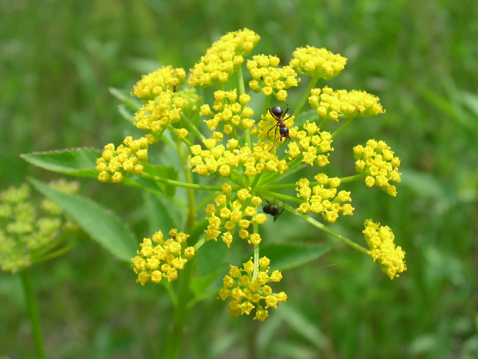 Golden Alexanders (Zizia Aurea) — The plants thrive in full sun to partial shade and prefer moist