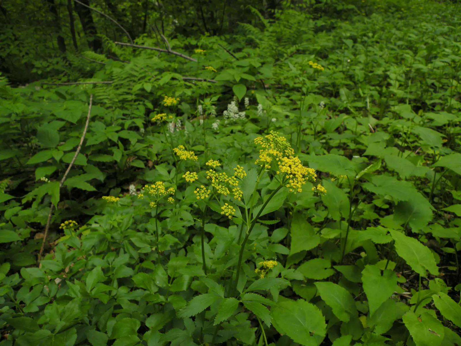 Golden Alexanders (Zizia Aurea) — known for its umbel-shaped flower clusters; preferring moist, well-drained soil, it reaches 1 to 2.5 feet in height