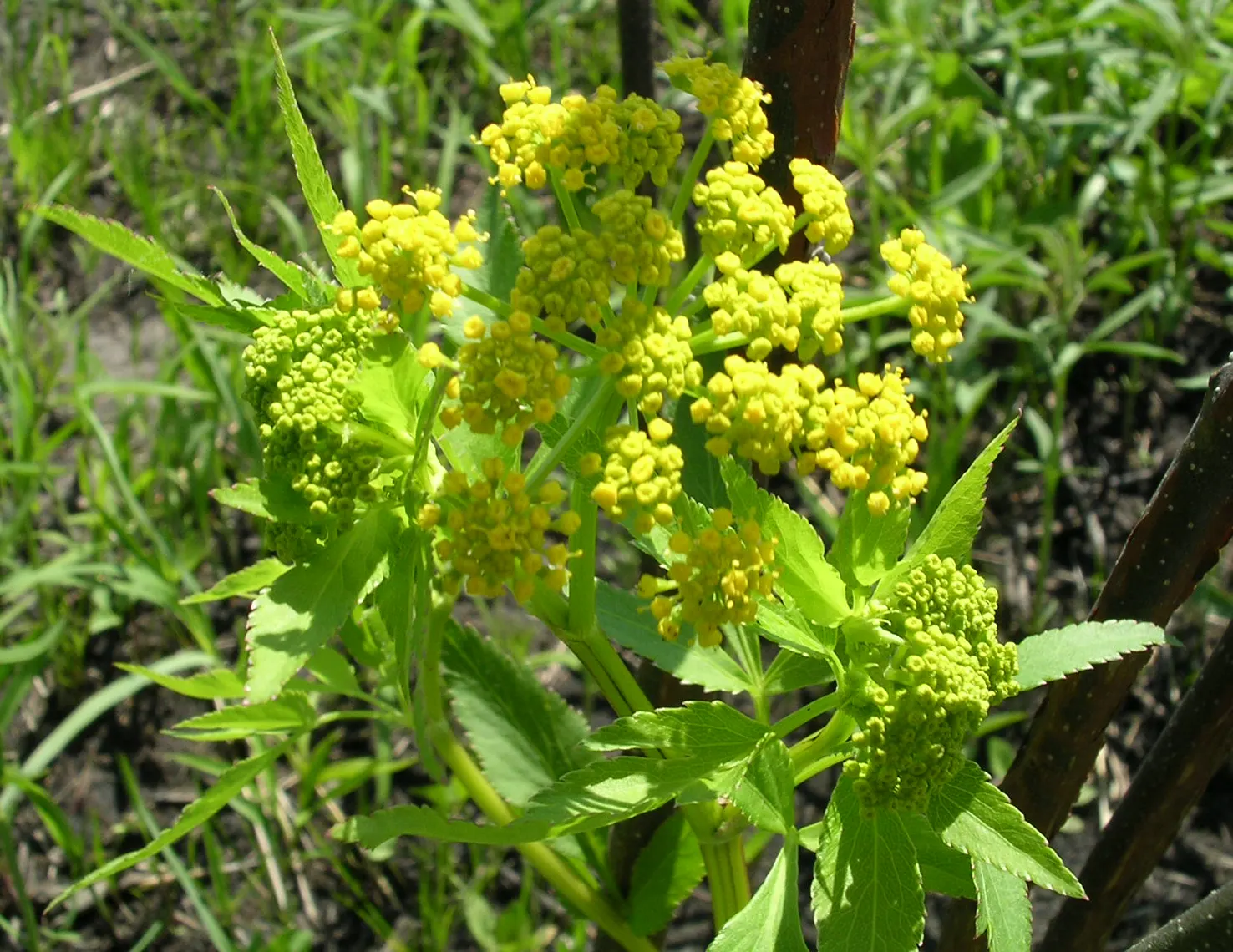 Golden Alexanders (Zizia Aurea) — known for its umbel-shaped flower clusters