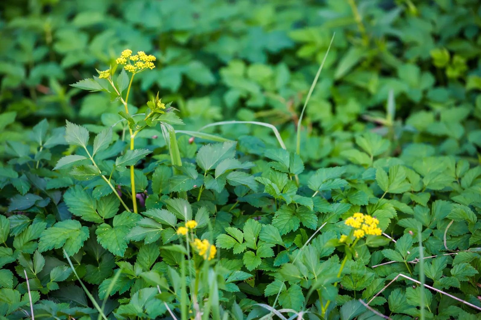 Golden Alexanders (Zizia Aurea) — known for its umbel-shaped flower clusters; preferring moist, well-drained soil, it reaches 1 to 2.5 feet in, image 58