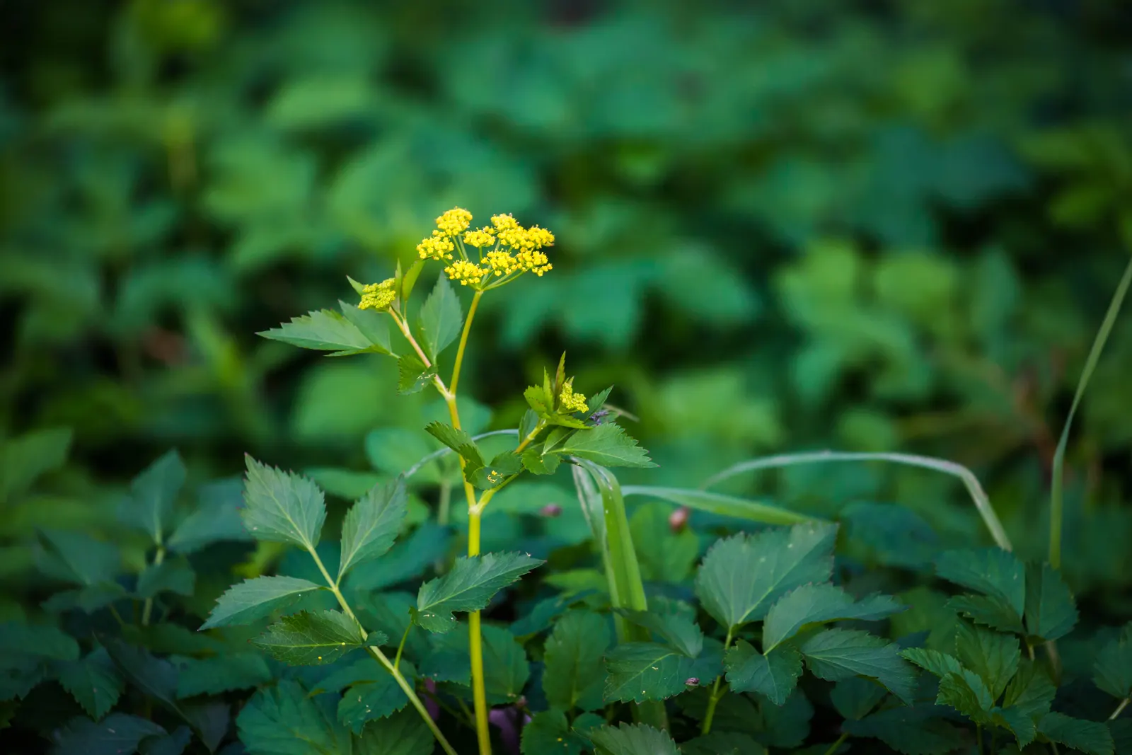 Golden Alexanders (Zizia Aurea) — consider mass planting Golden Alexanders in drifts along a stream; it is resistant to deer and other herbivores, image 67