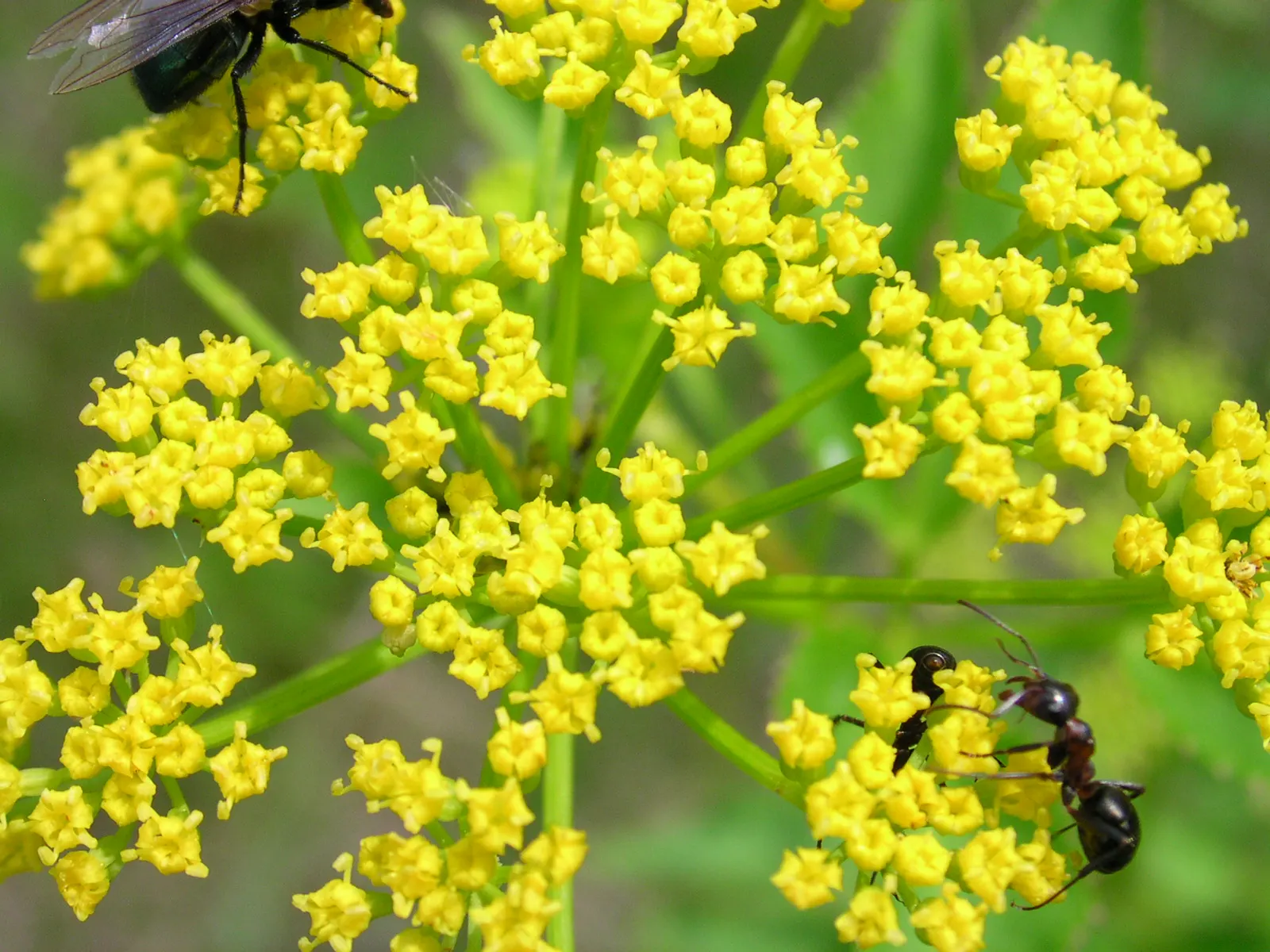 Golden Alexanders (Zizia Aurea) — gold flowers in the garden