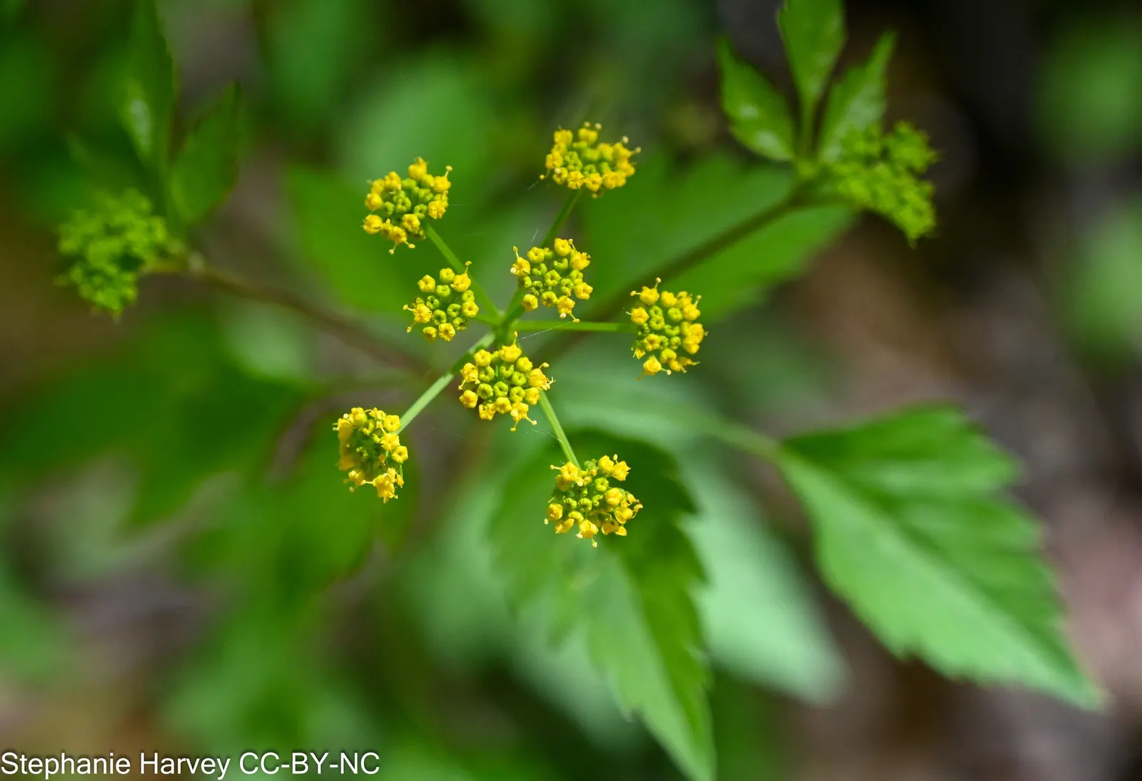Golden Alexanders (Zizia Aurea) — are a radiant addition to any landscape seeking a touch of golden charm