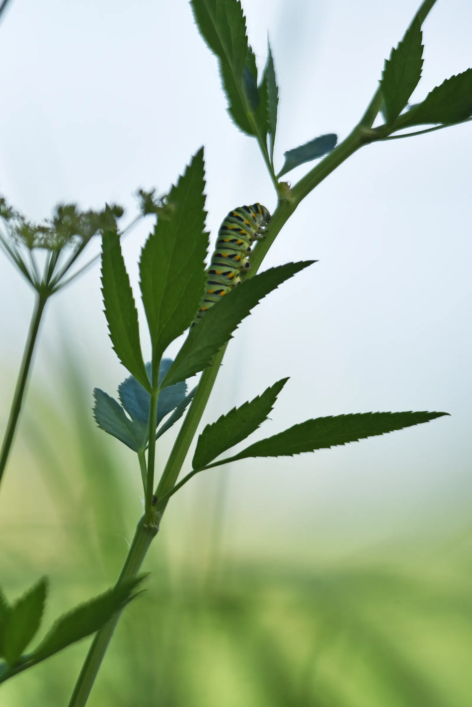 Golden Alexanders (Zizia Aurea) — it is resistant to deer and other herbivores
