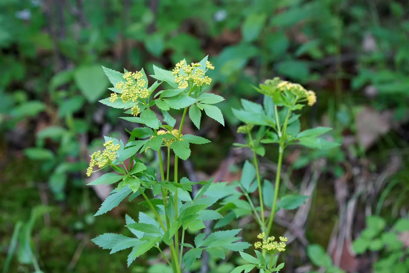 Golden Alexanders (Zizia Aurea) — creating a dynamic and ecologically beneficial landscape.<br><br>In summary; scientifically known as Zizia aurea, image 69