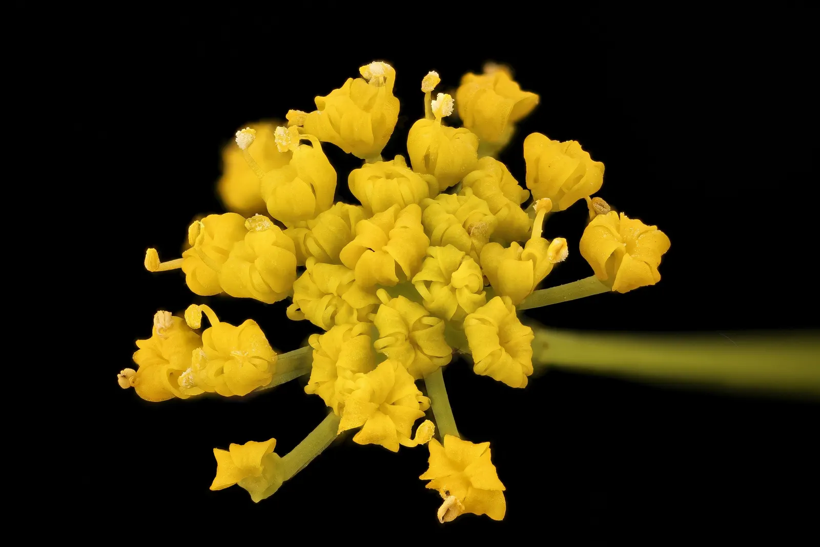 Golden Alexanders (Zizia Aurea) — creating a dynamic and ecologically beneficial landscape.<br><br>In summary