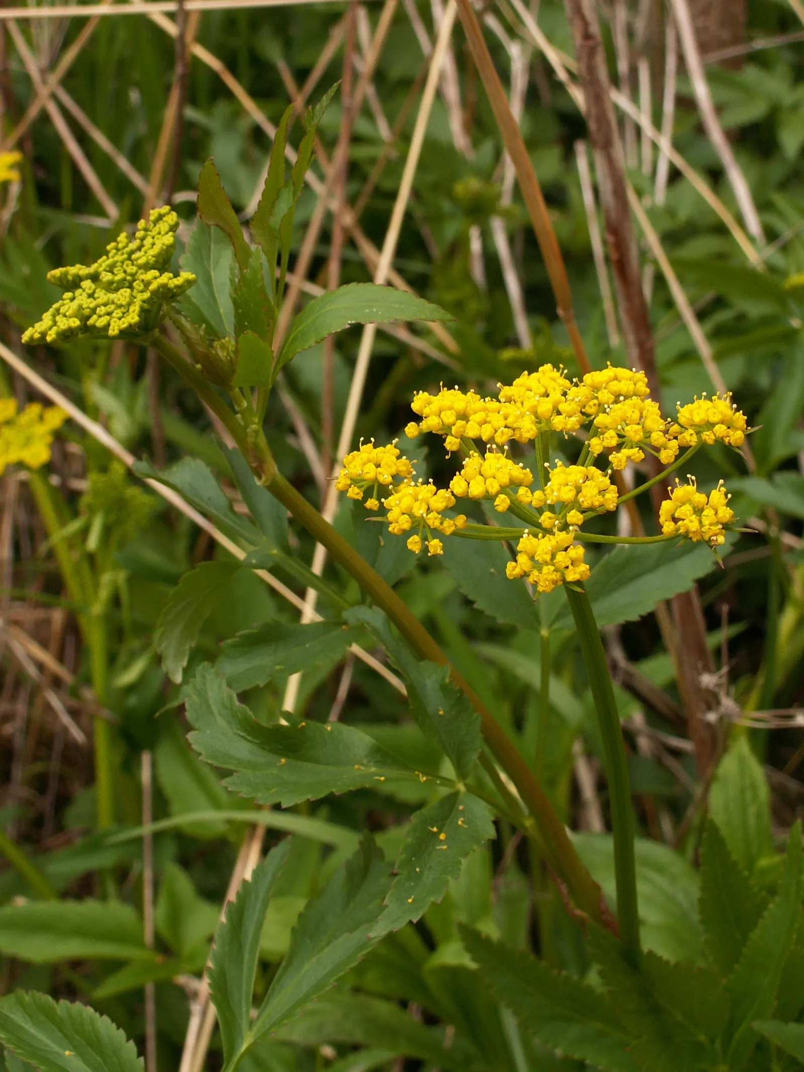Golden Alexanders (Zizia Aurea) — This sun-loving plant provides essential early-season nectar for butterflies and is resistant to deer