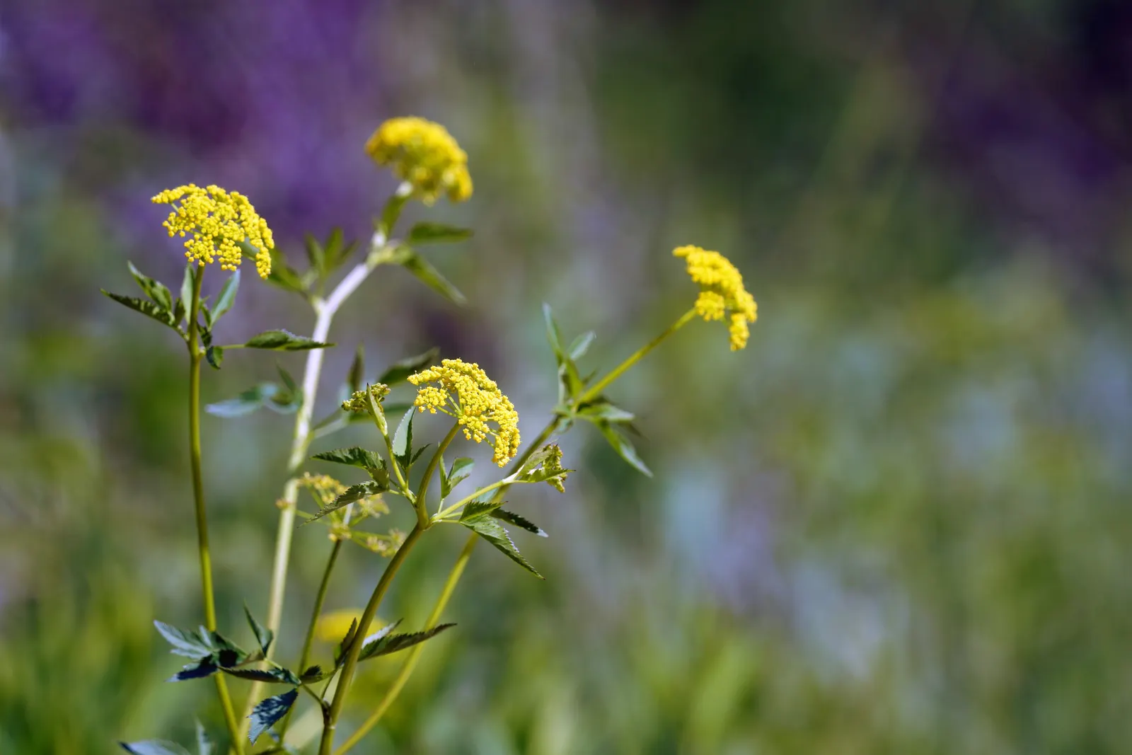 Golden Alexanders (Zizia Aurea) — gold flowers in the garden; known for its umbel-shaped flower clusters, image 73