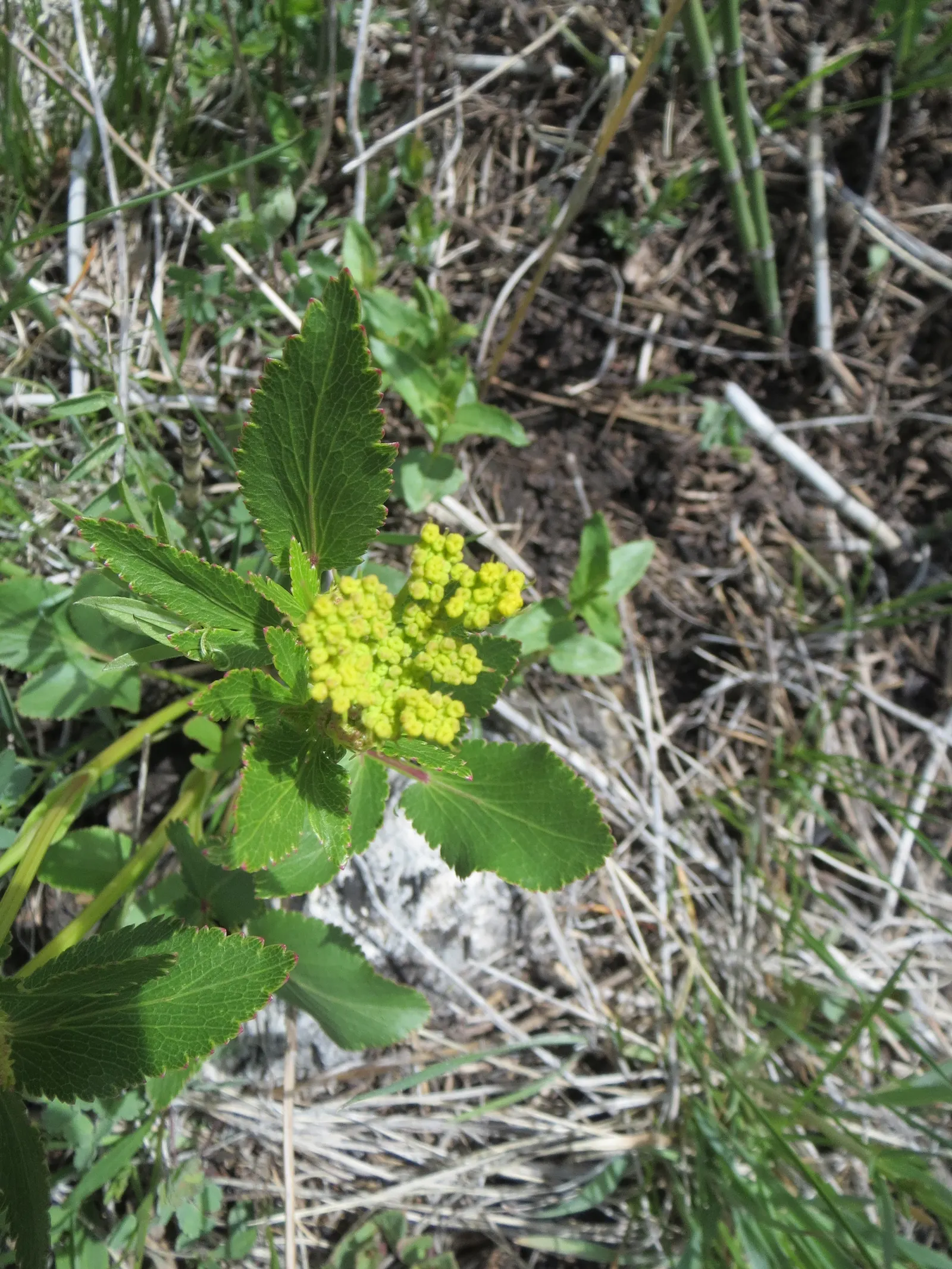 Golden Alexanders (Zizia Aurea) — The plants thrive in full sun to partial shade and prefer moist, image 63