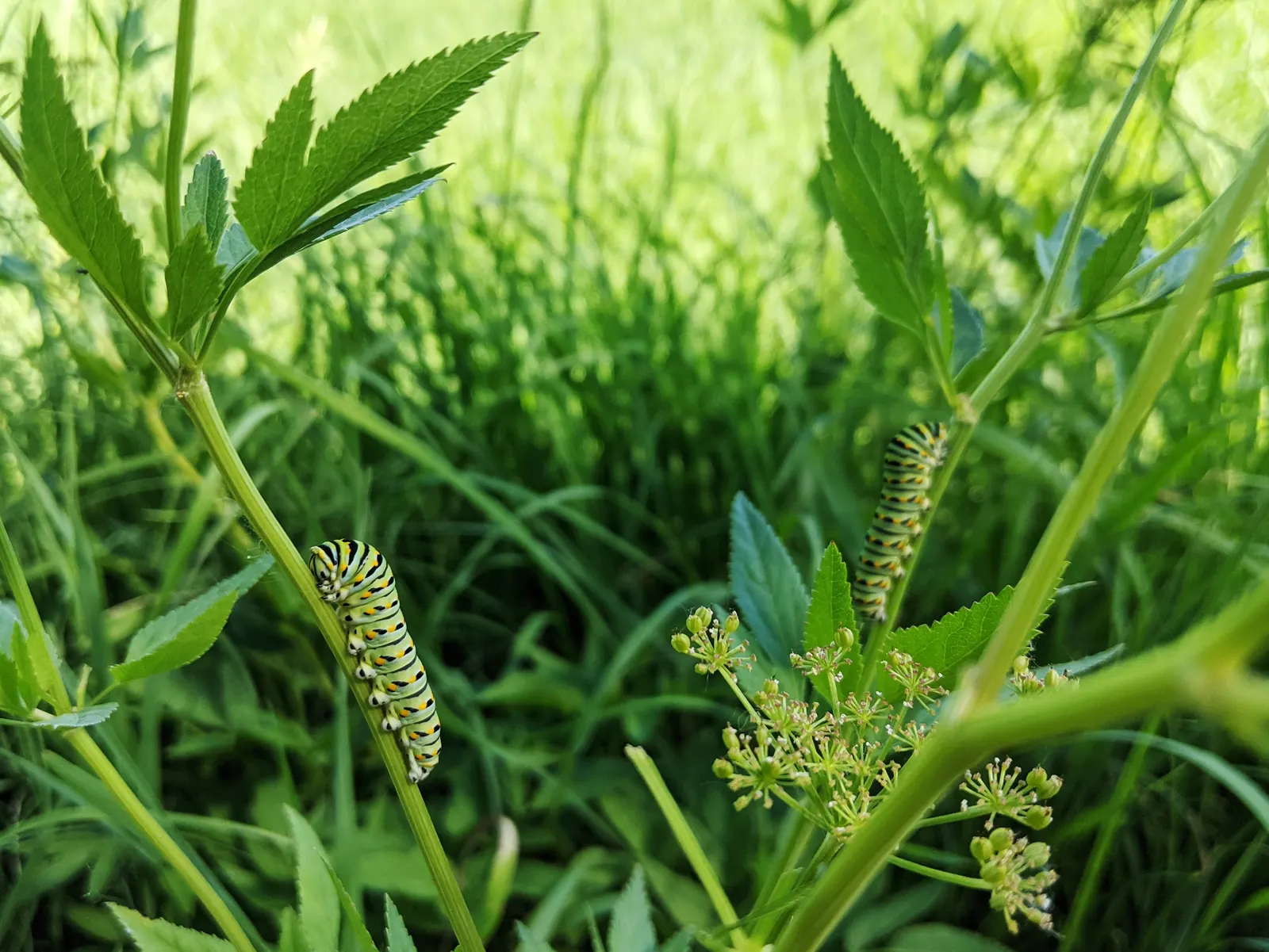 Golden Alexanders (Zizia Aurea) — the Golden Alexanders bloom profusely from late spring to early summer