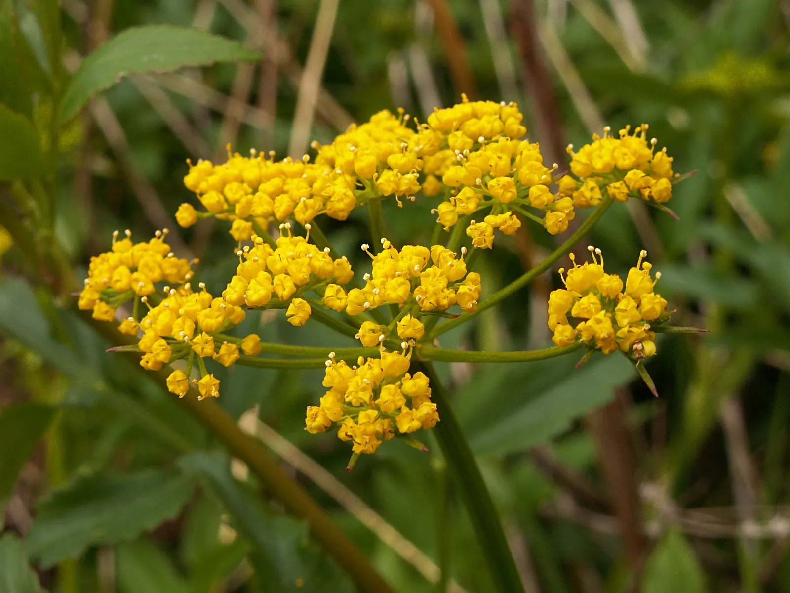 Golden Alexanders (Zizia Aurea) — Boasting bright yellow flowers; the Golden Alexanders bloom profusely from late spring to early summer