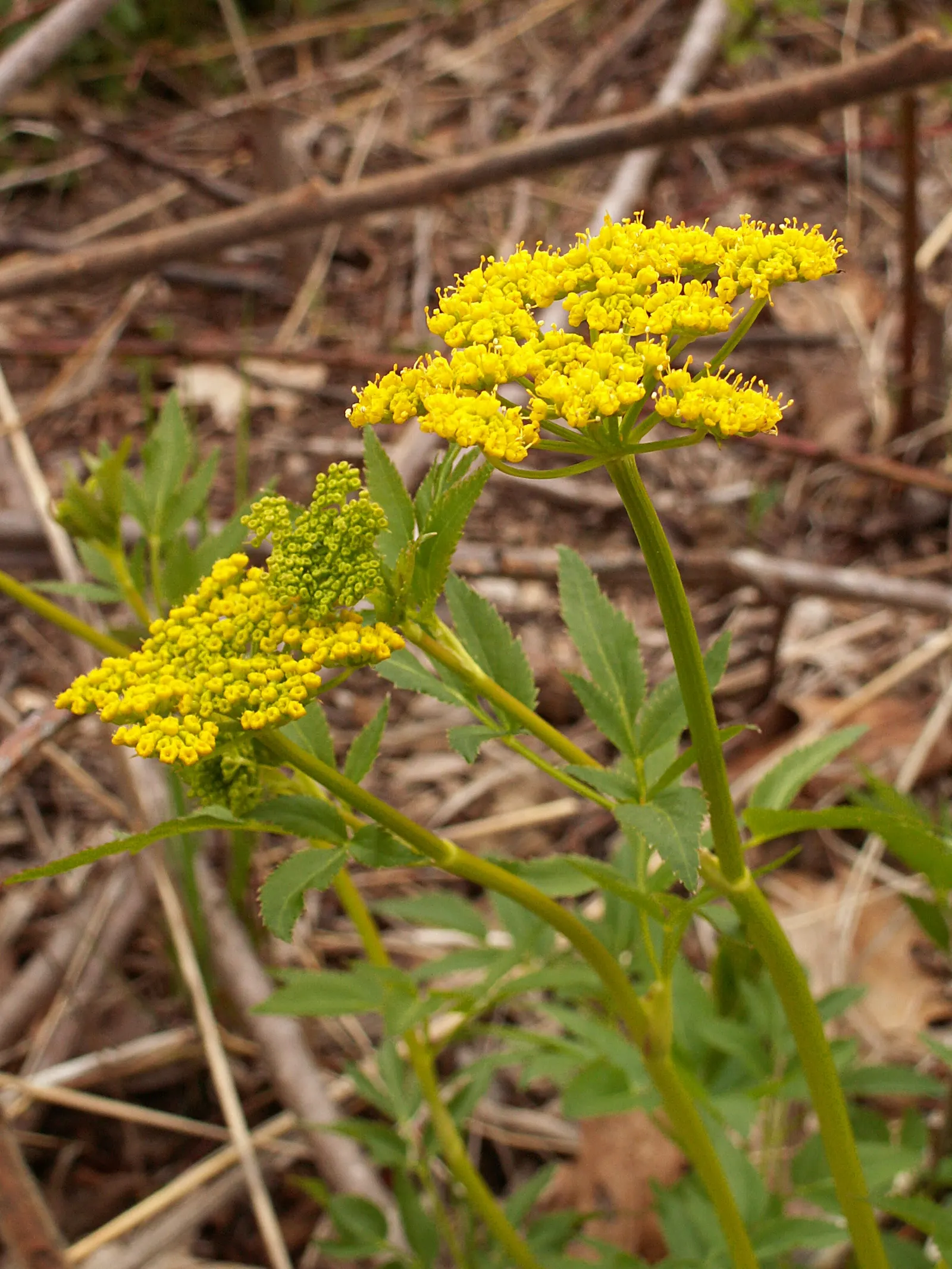 Golden Alexanders (Zizia Aurea) — as it provides an essential nectar source for a variety of insects; zizia aurea is a perennial plant with a compact yet