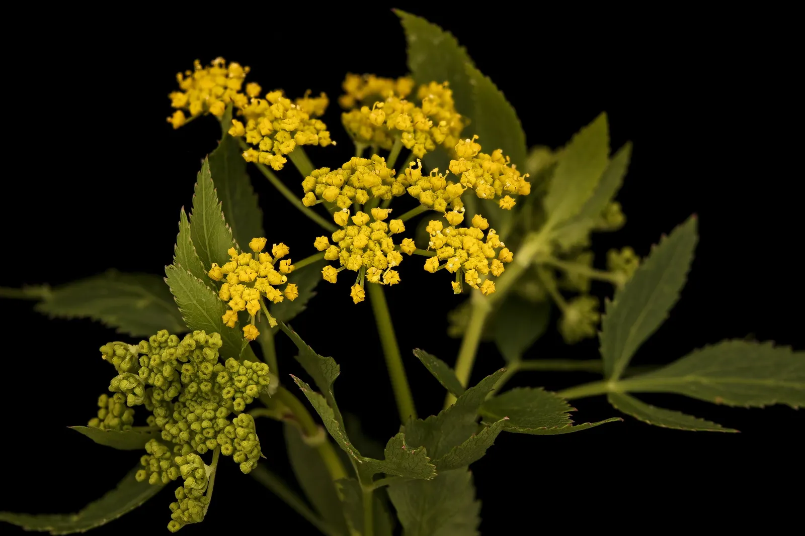 Golden Alexanders (Zizia Aurea) — vibrant yellow flowers from May to June; mature Golden Alexanders stand between 1.5 to 3 feet tall
