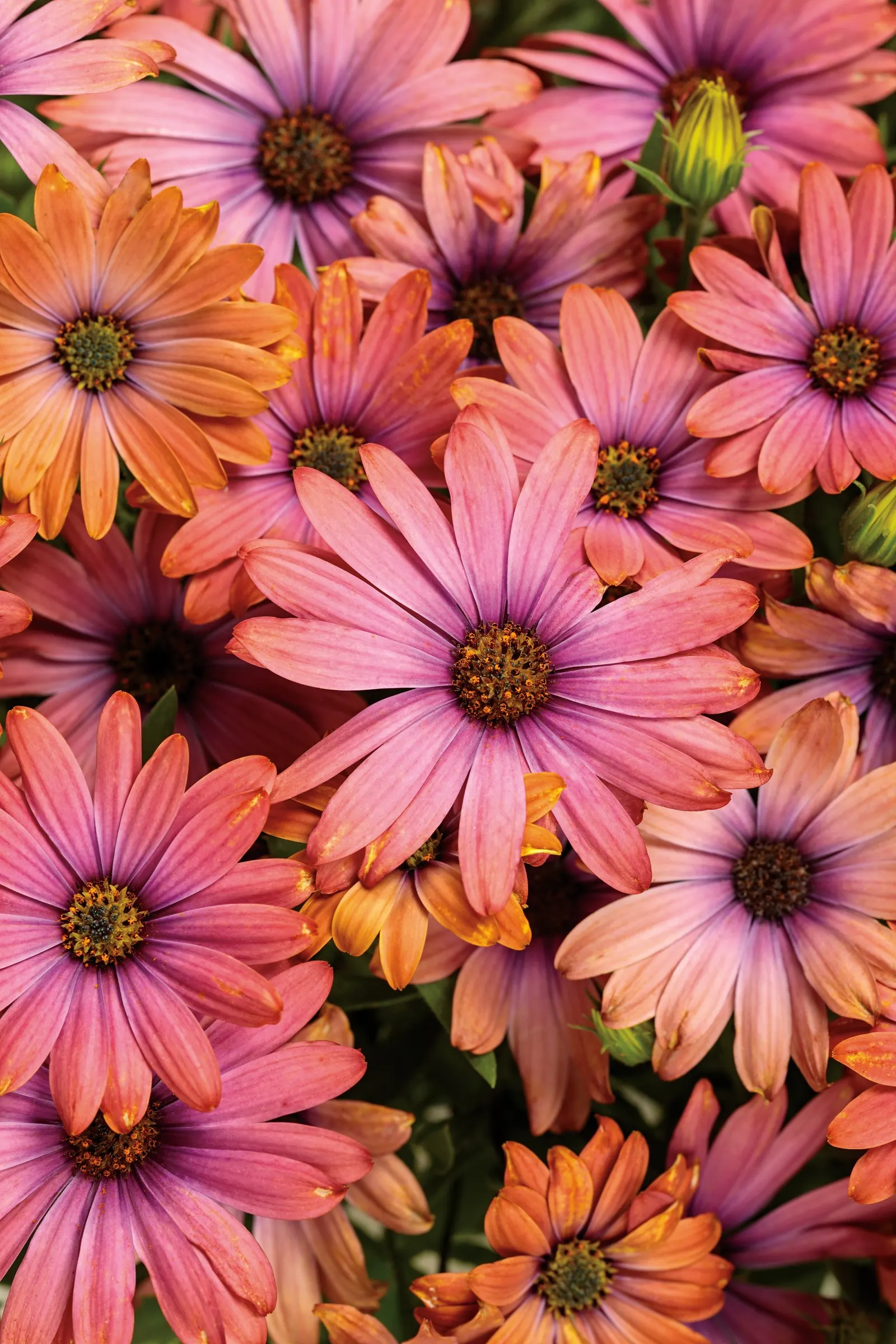 Horizon™ Sunset African Daisy (Osteospermum) — It grows 8-12 inches tall and spreads 10-18 inches in a tidy mound