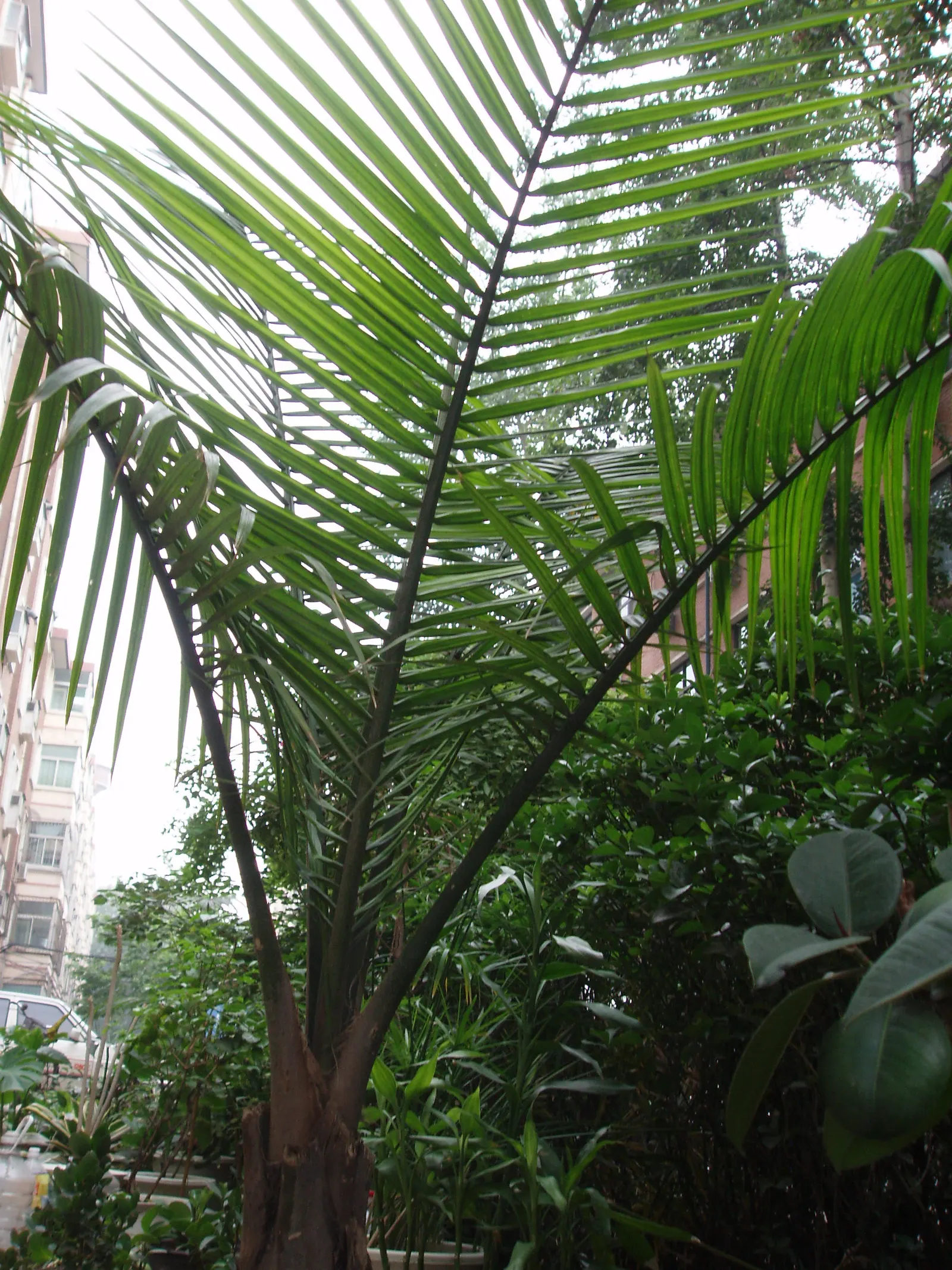 Parlor Palm (Chamaedorea Elegans) — with a spread of 2 to 3 feet; perennial with white blooms, image 62