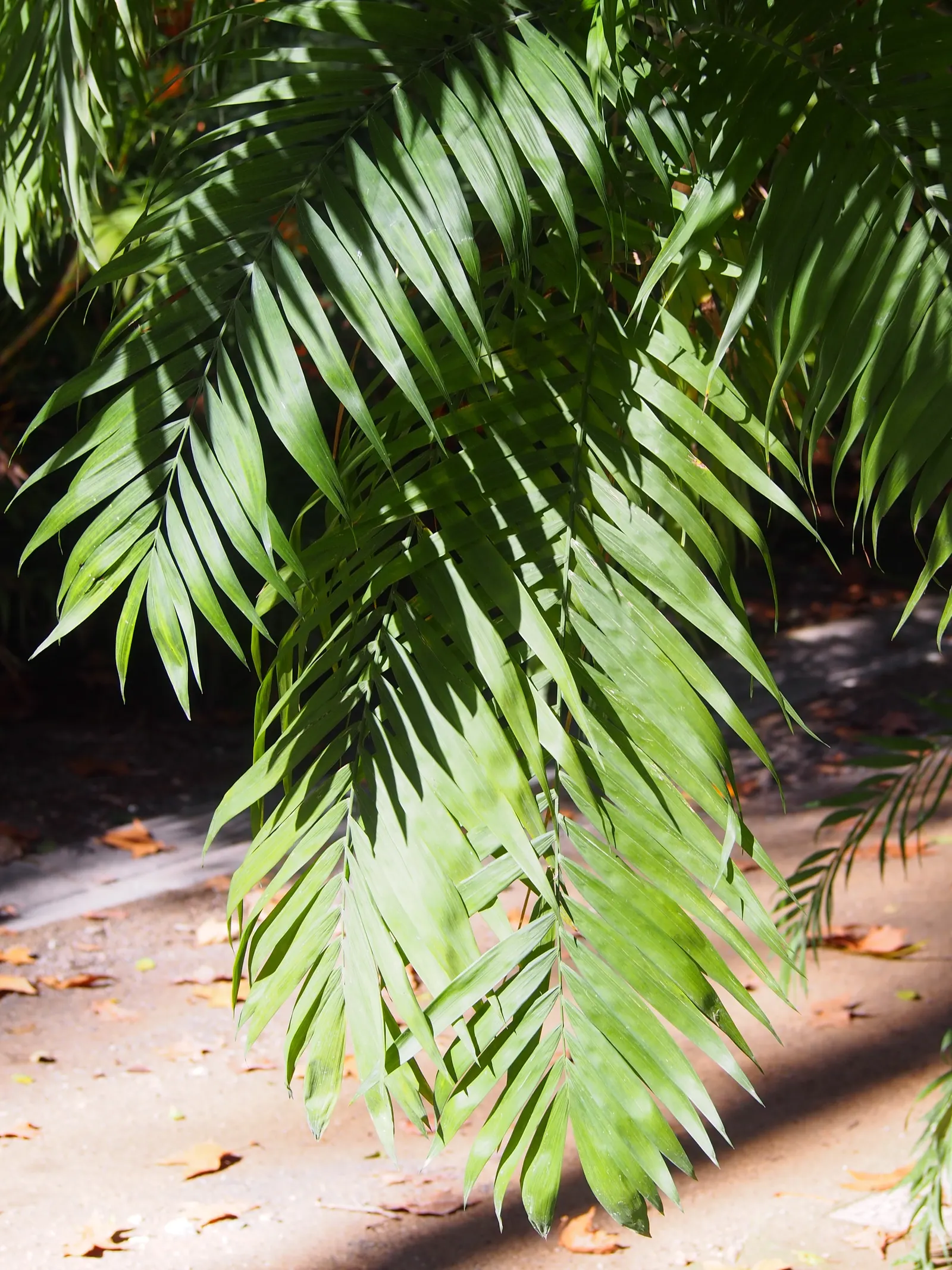 Parlor Palm (Chamaedorea Elegans) — Its delicate, feathery fronds spread out gracefully, requiring minimal care with moderate watering