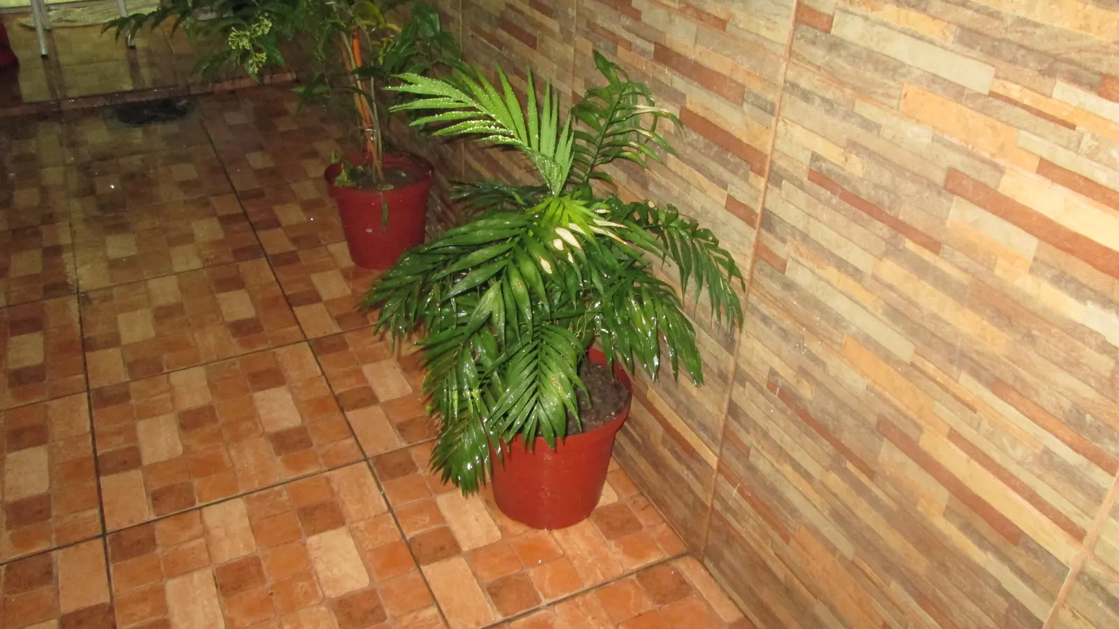 Parlor Palm (Chamaedorea Elegans) — tropical palm indigenous to the rainforests of Mexico and Guatemala