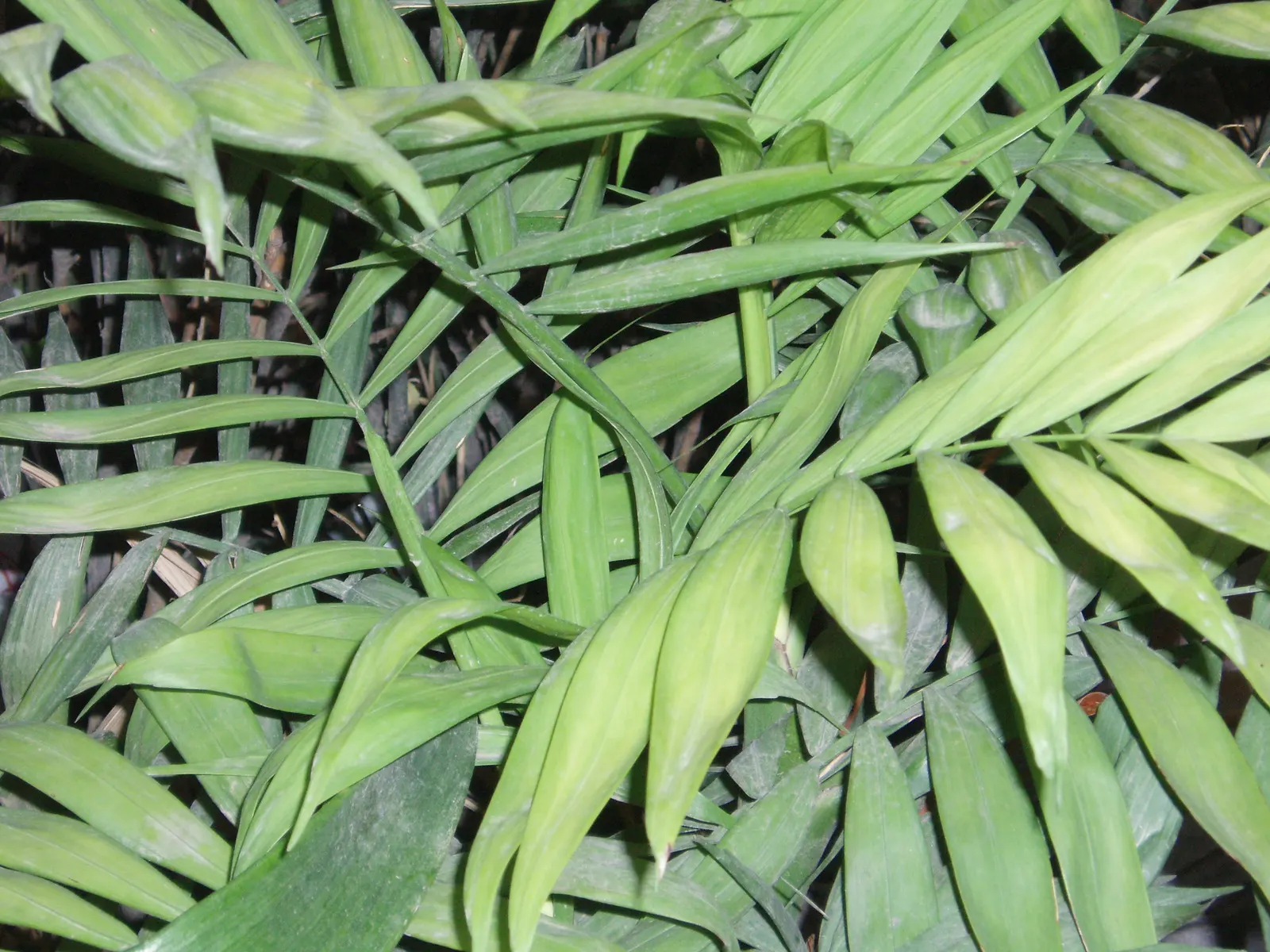 Parlor Palm (Chamaedorea Elegans) — Ideal for understory planting, it adds a tropical touch without overwhelming spaces