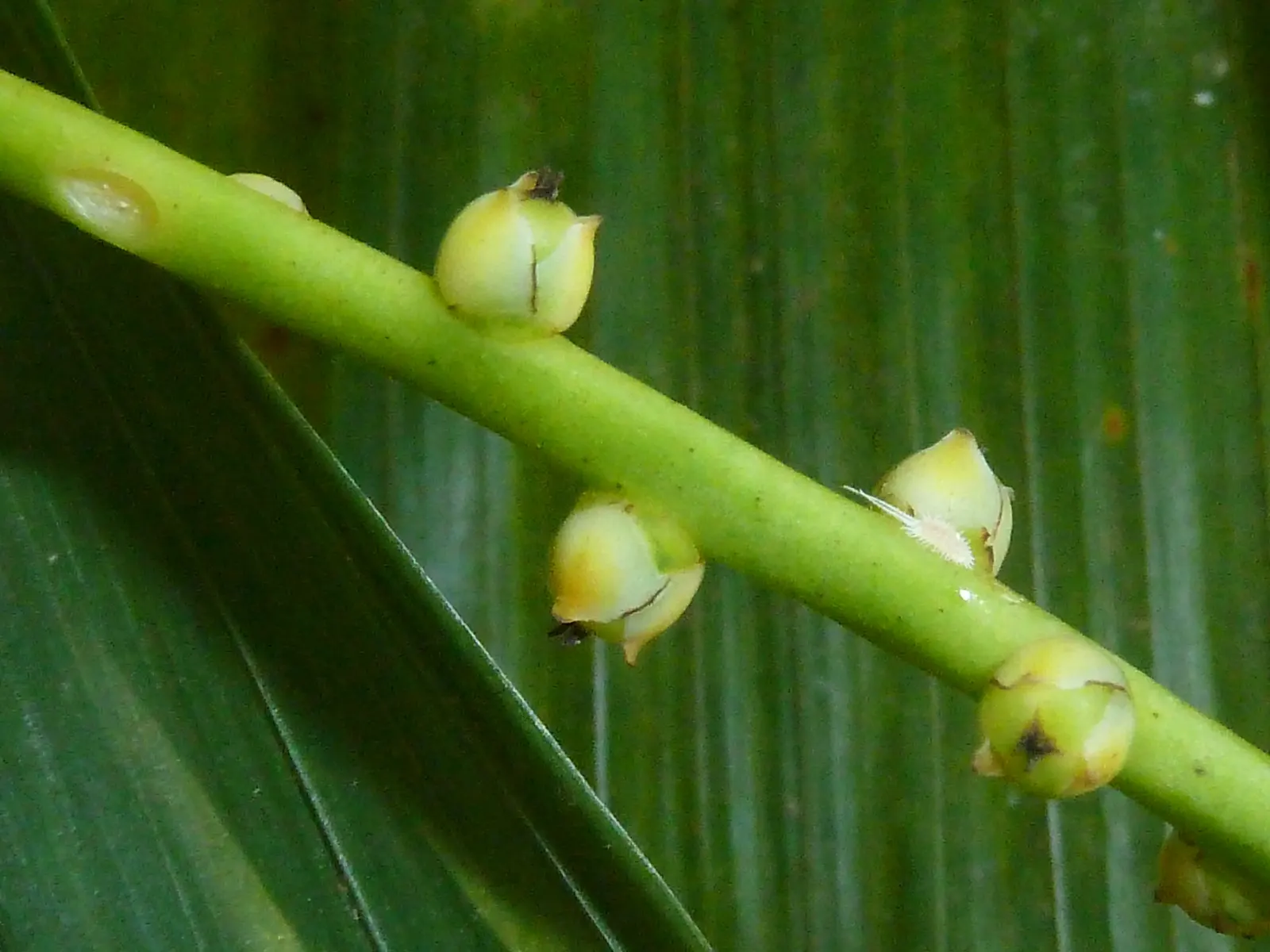Parlor Palm (Chamaedorea Elegans) — it thrives in low-light indoor environments; the Parlor Palm (Chamaedorea elegans) is a petite, image 52